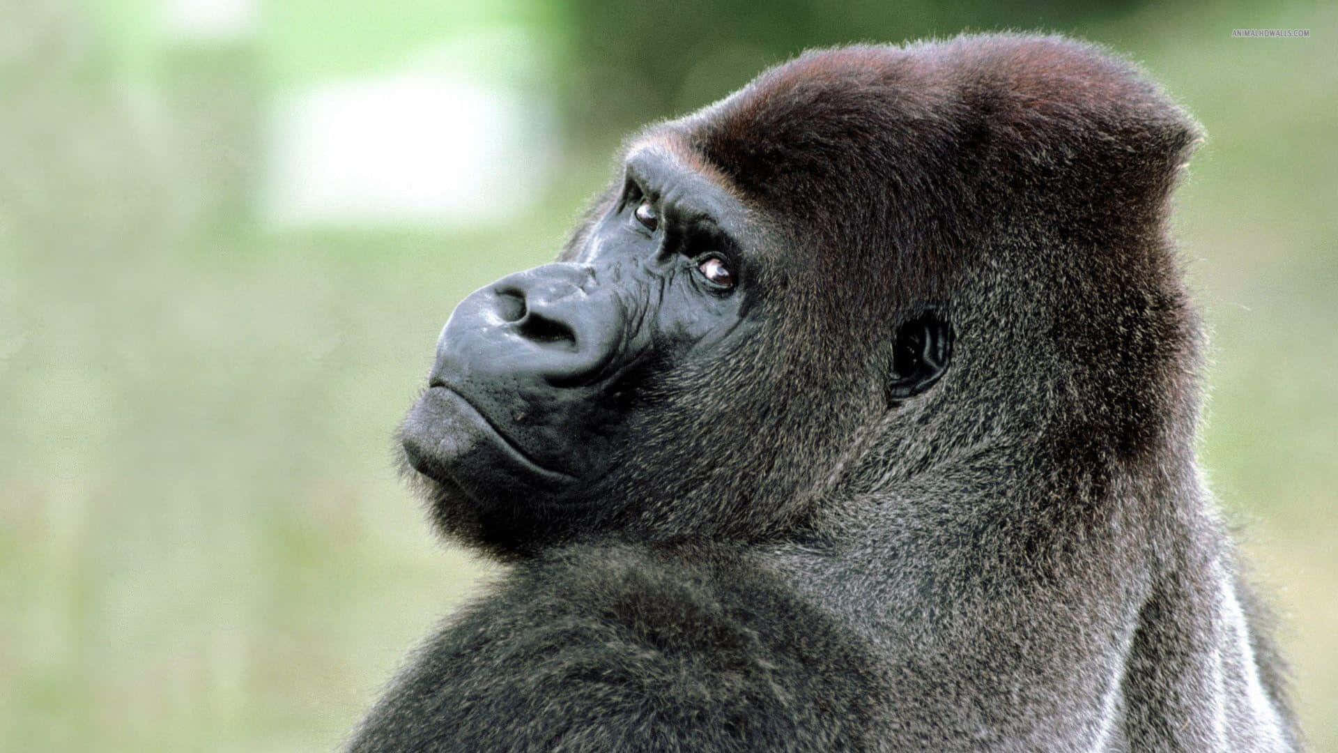 silverback gorilla, contemplative face, soft green blurred background, Full HD Desktop Wallpaper