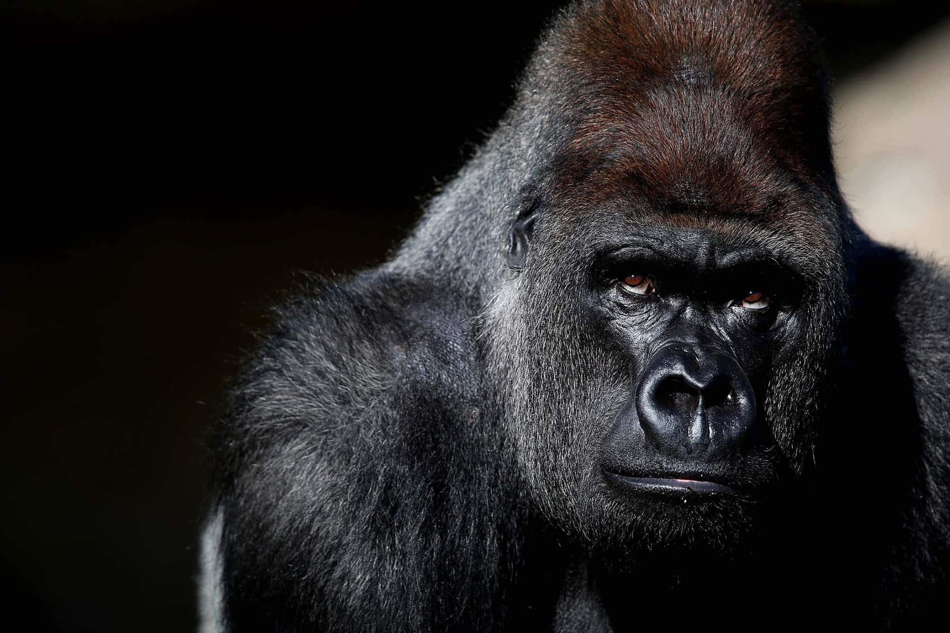 Cute Gorilla, silverback gorilla, intense eyes, Full HD Desktop Wallpaper