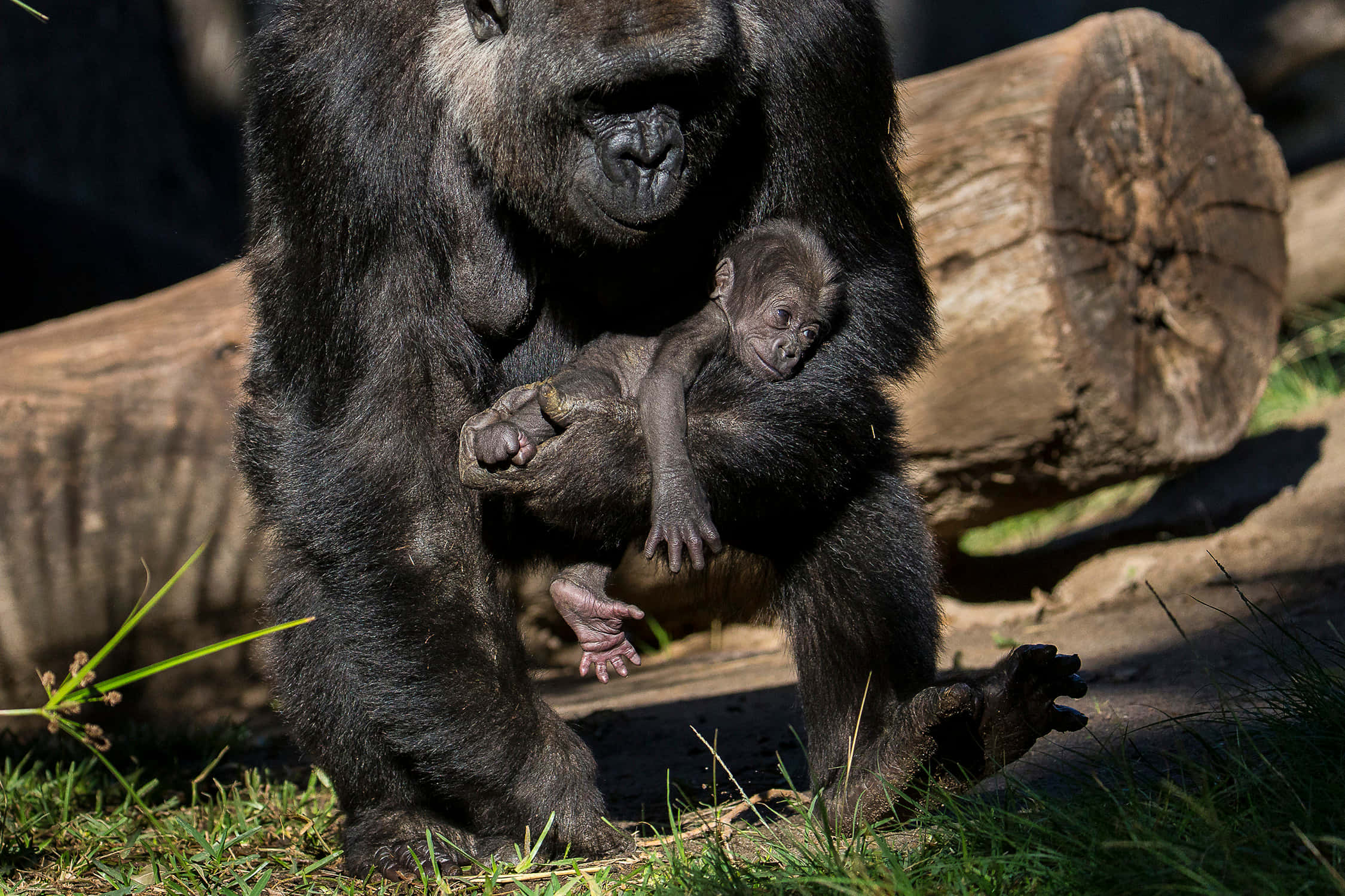 Cute Gorilla, mother gorilla, tiny infant, Full HD Desktop Wallpaper