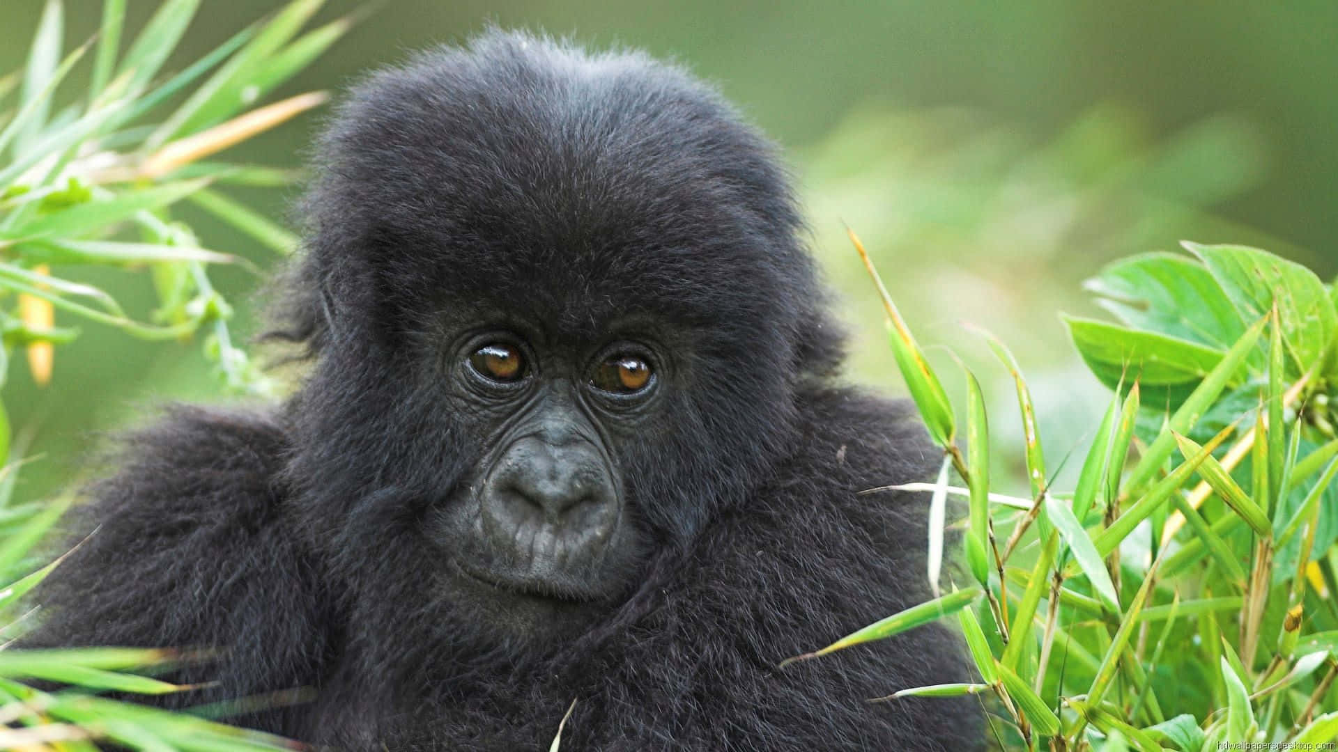 cute gorilla, young gorilla, dark fur, Full HD Desktop Wallpaper