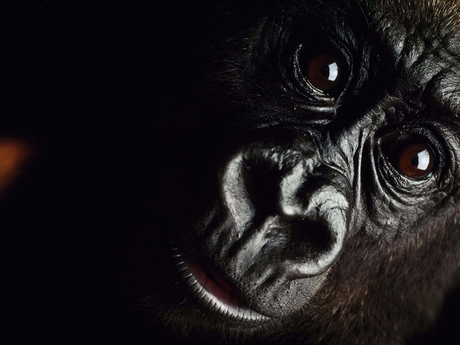 Cute Gorilla, brown eyes, textured fur, HD Desktop Wallpaper
