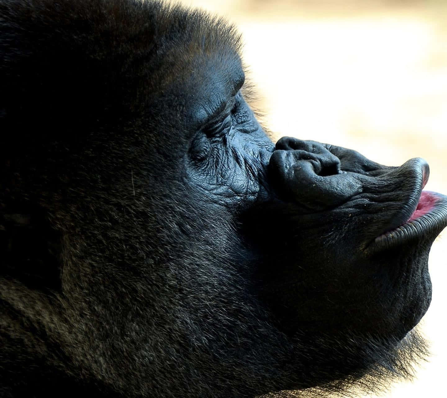 cute gorilla, gorilla, black fur, HD Desktop Wallpaper