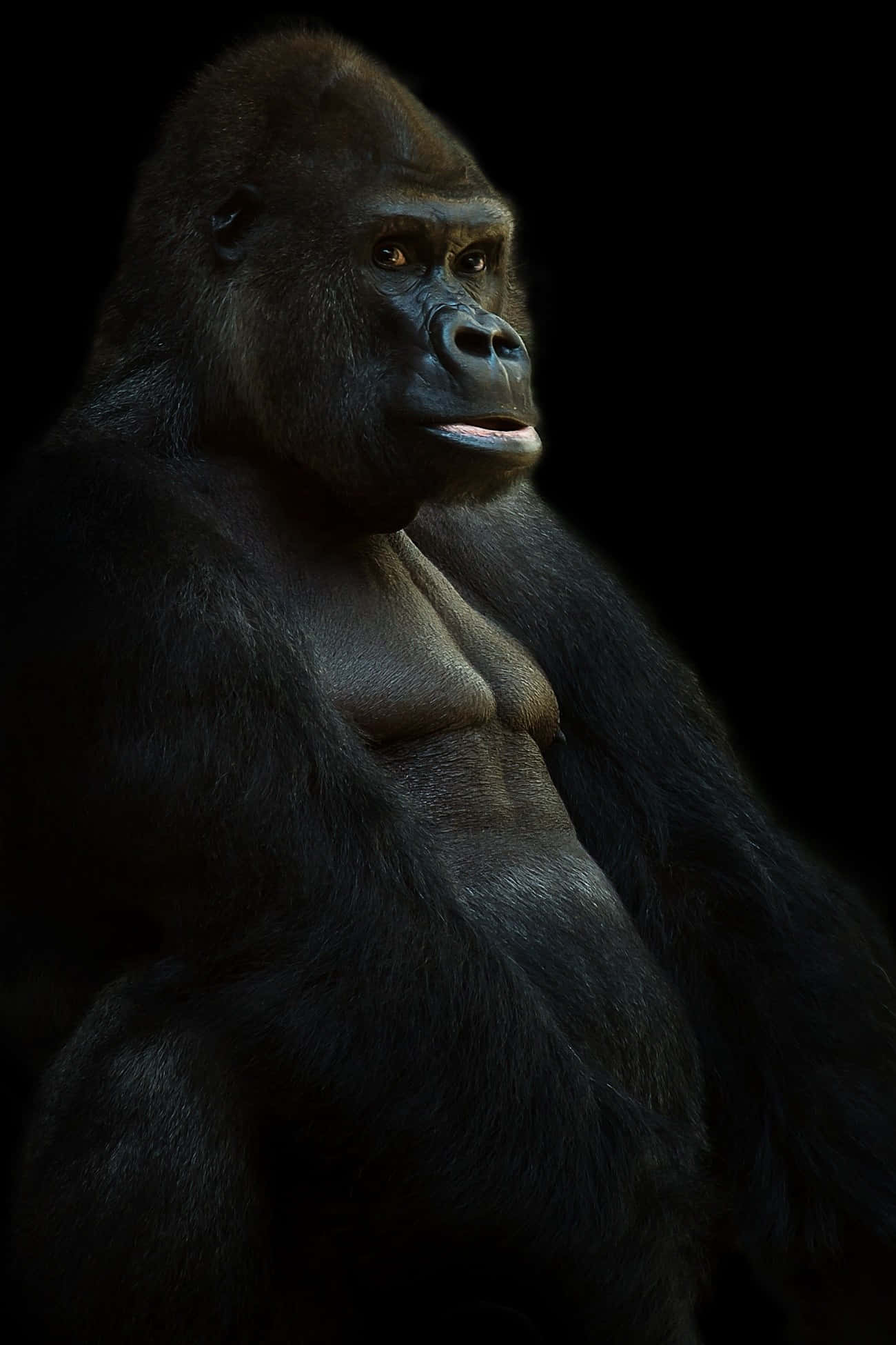 silverback gorilla, pitch-black background, dramatic studio lighting, Full HD Phone Wallpaper