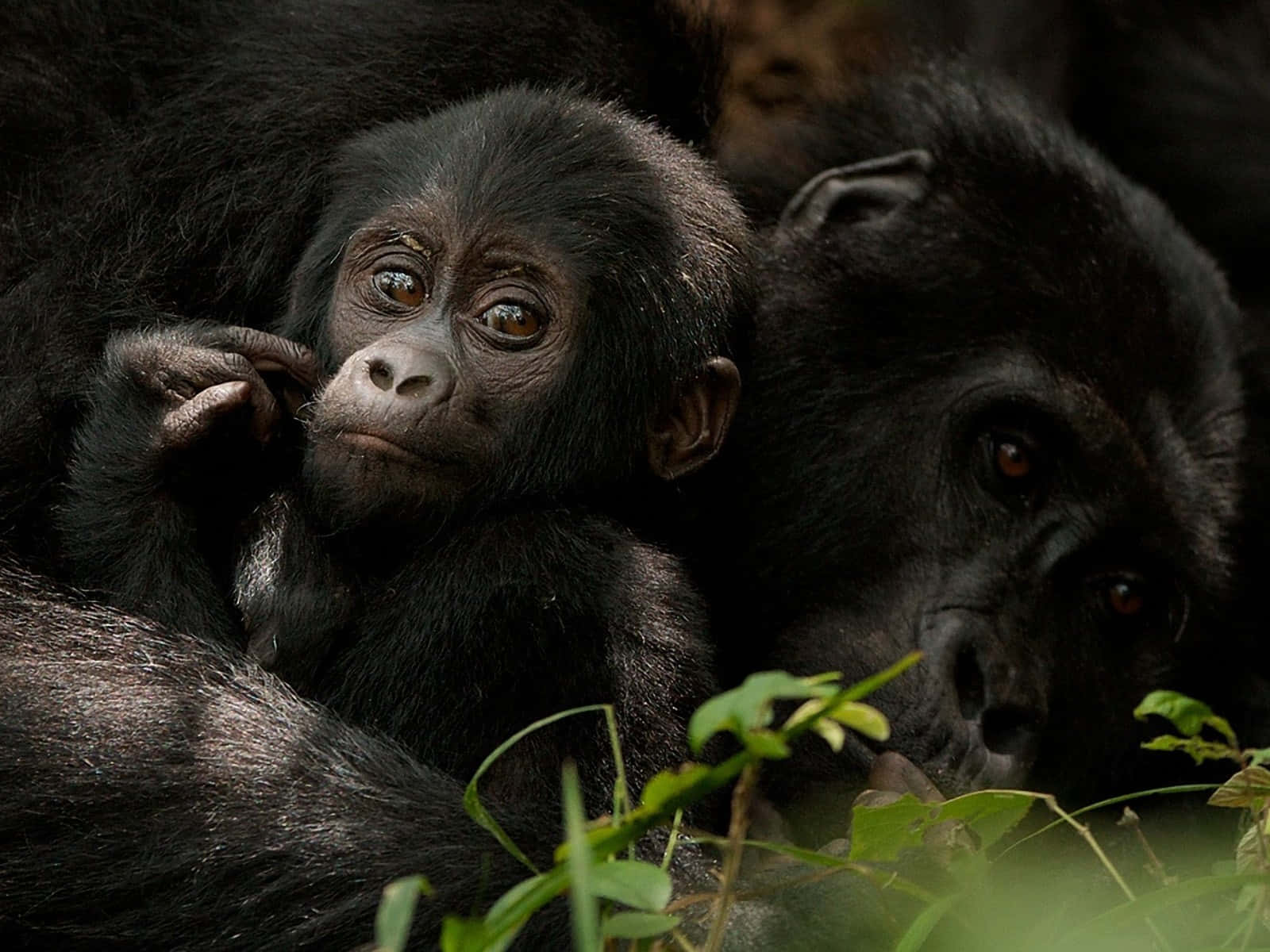 Cute Gorilla, baby gorilla, mother, HD Desktop Wallpaper