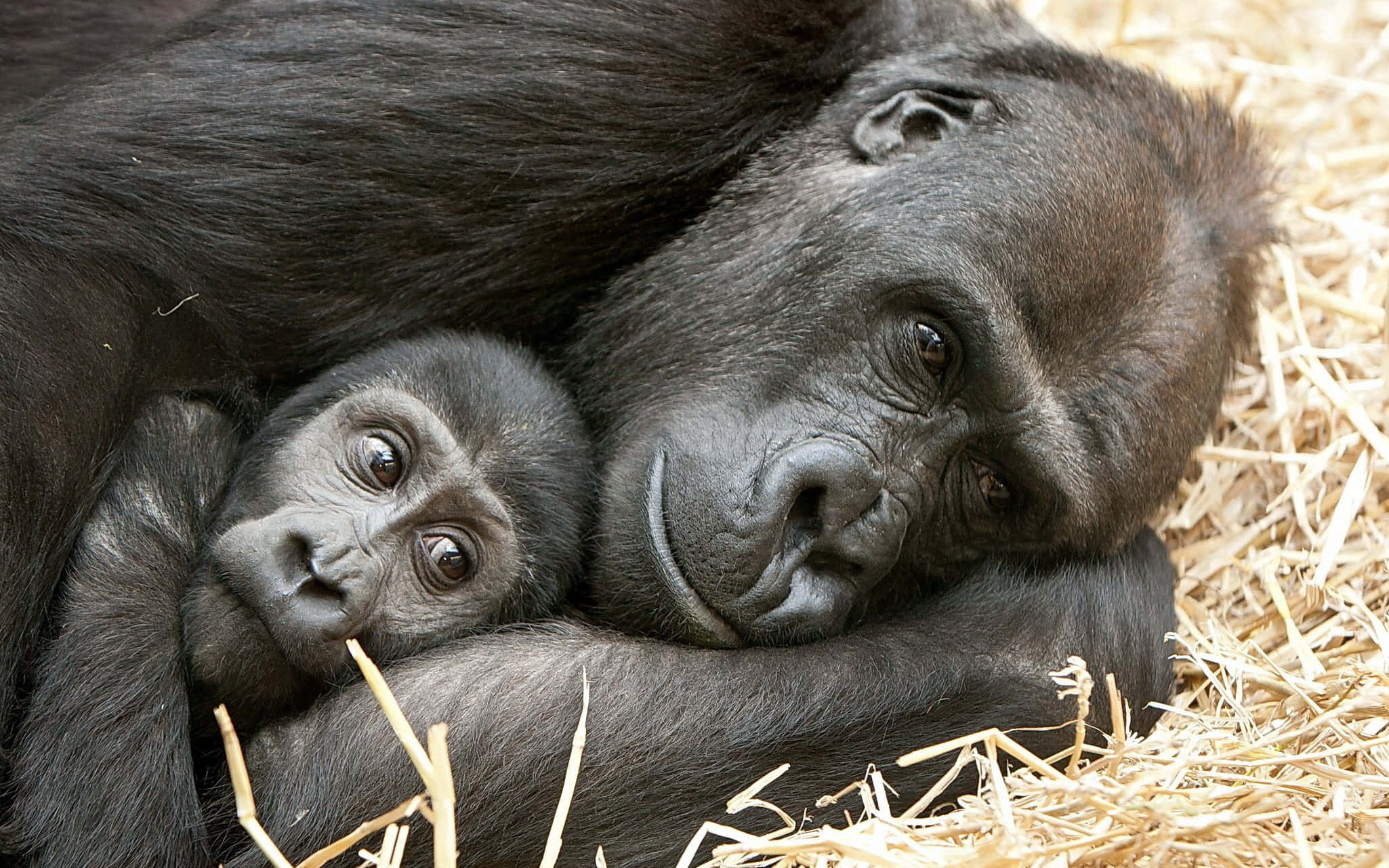 Cute Gorilla, mother gorilla, baby gorilla, Full HD Desktop Wallpaper