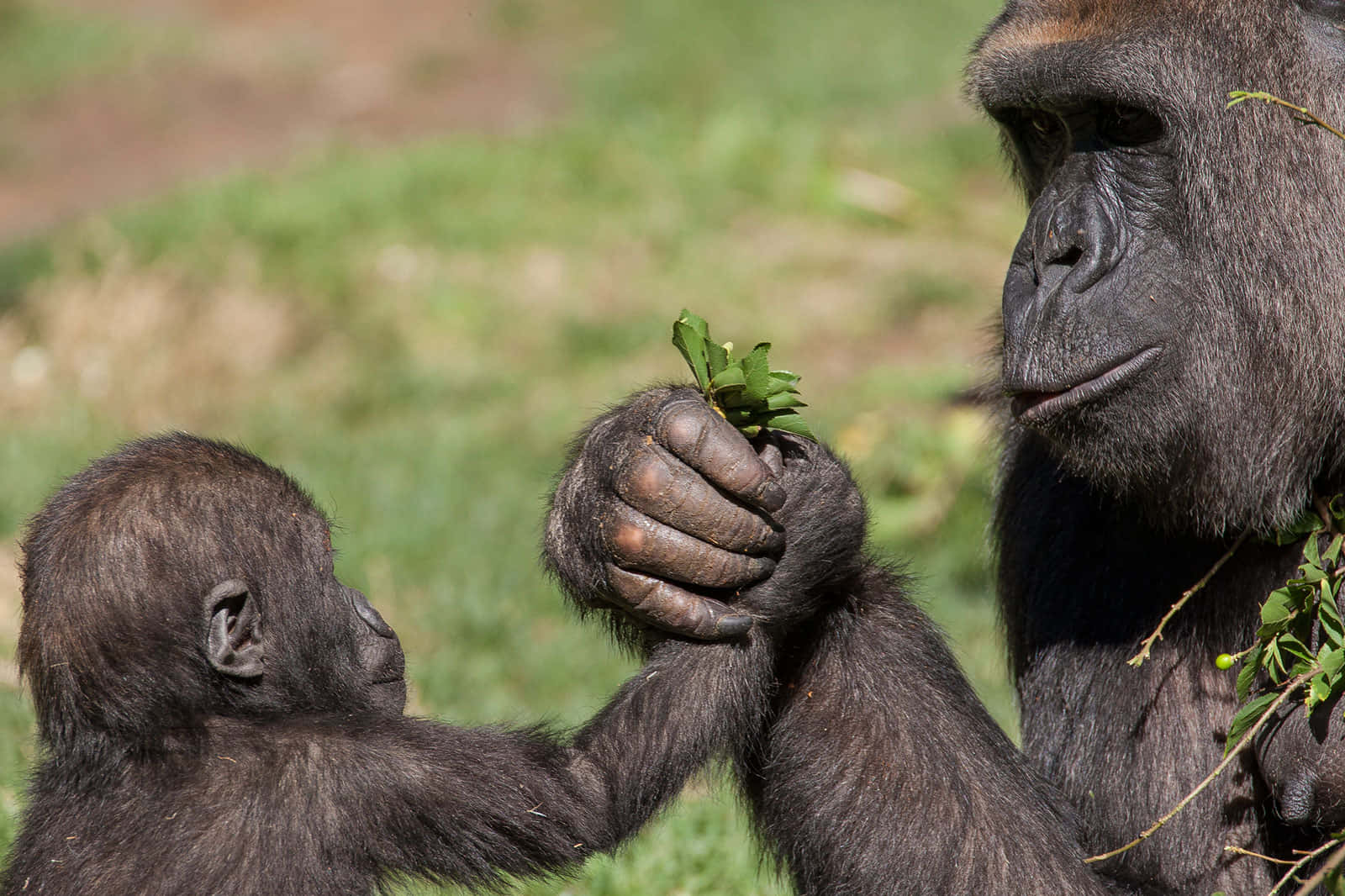 Cute Gorilla, young gorilla, adult gorilla, HD Desktop Wallpaper