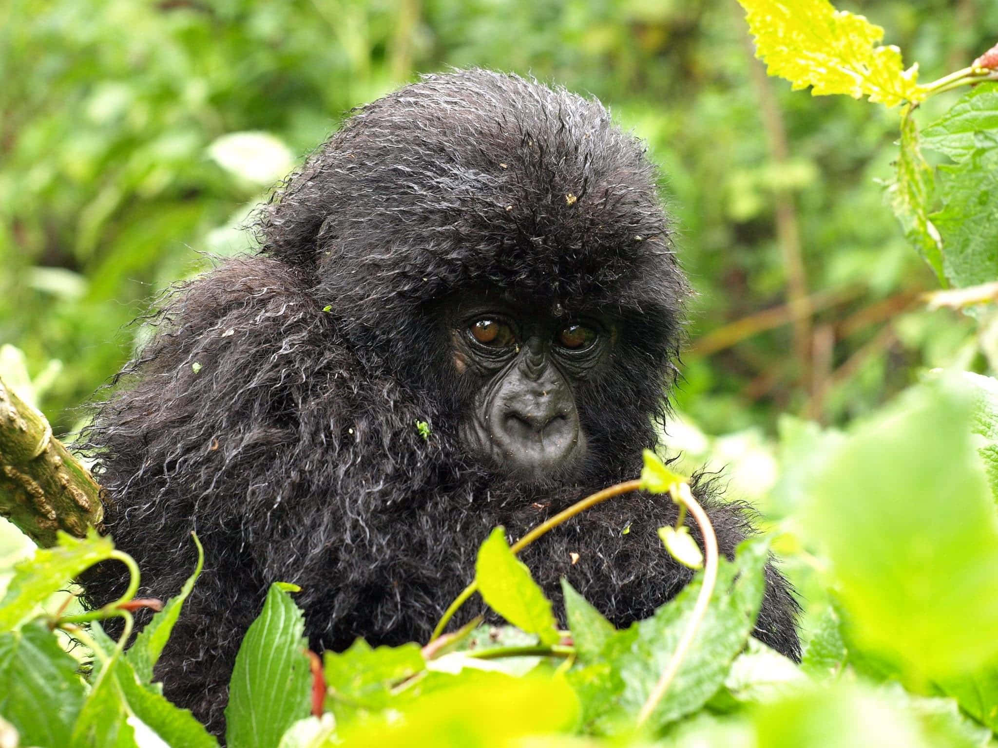 cute gorilla, young gorilla, dark fur, Full HD Desktop Wallpaper