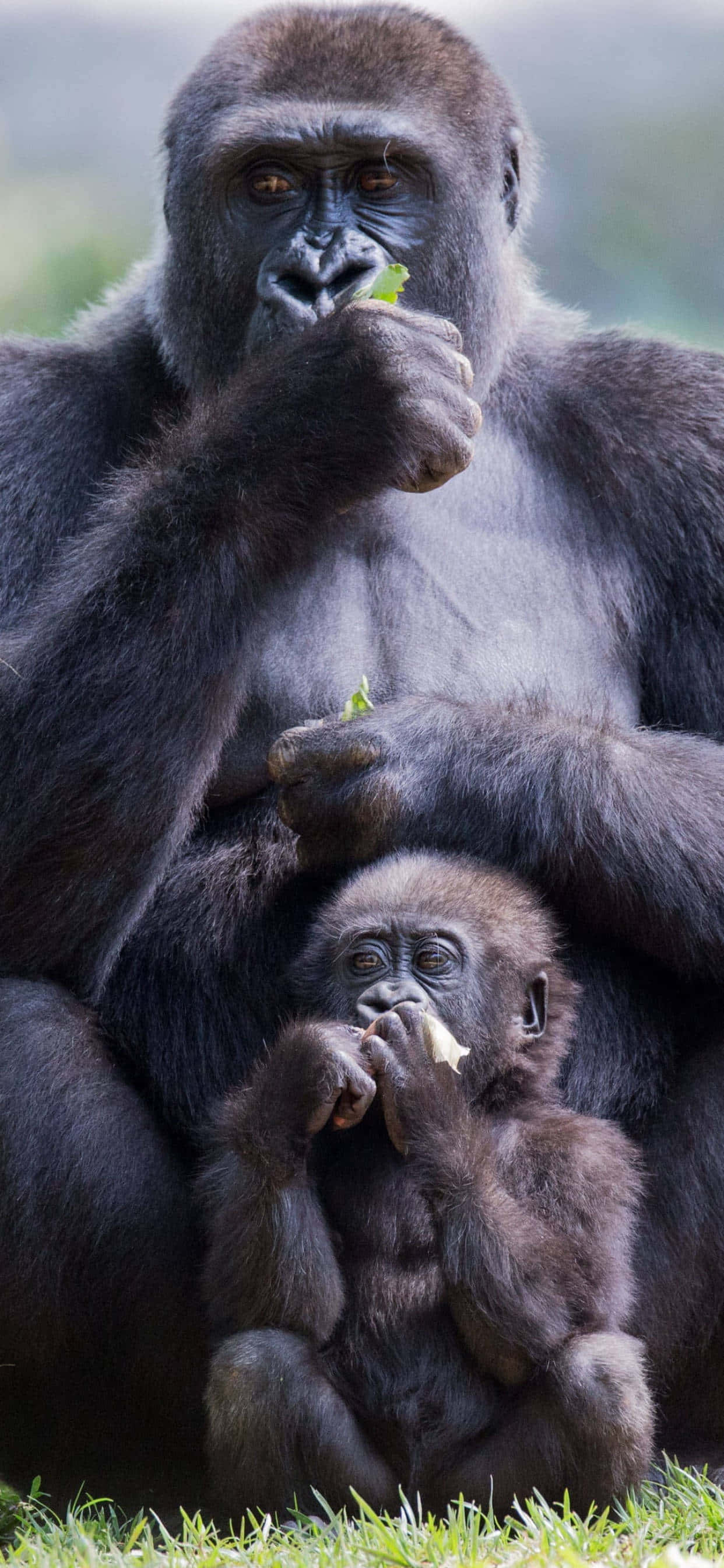cute gorilla, mother gorilla, baby gorilla, 2K Phone Wallpaper