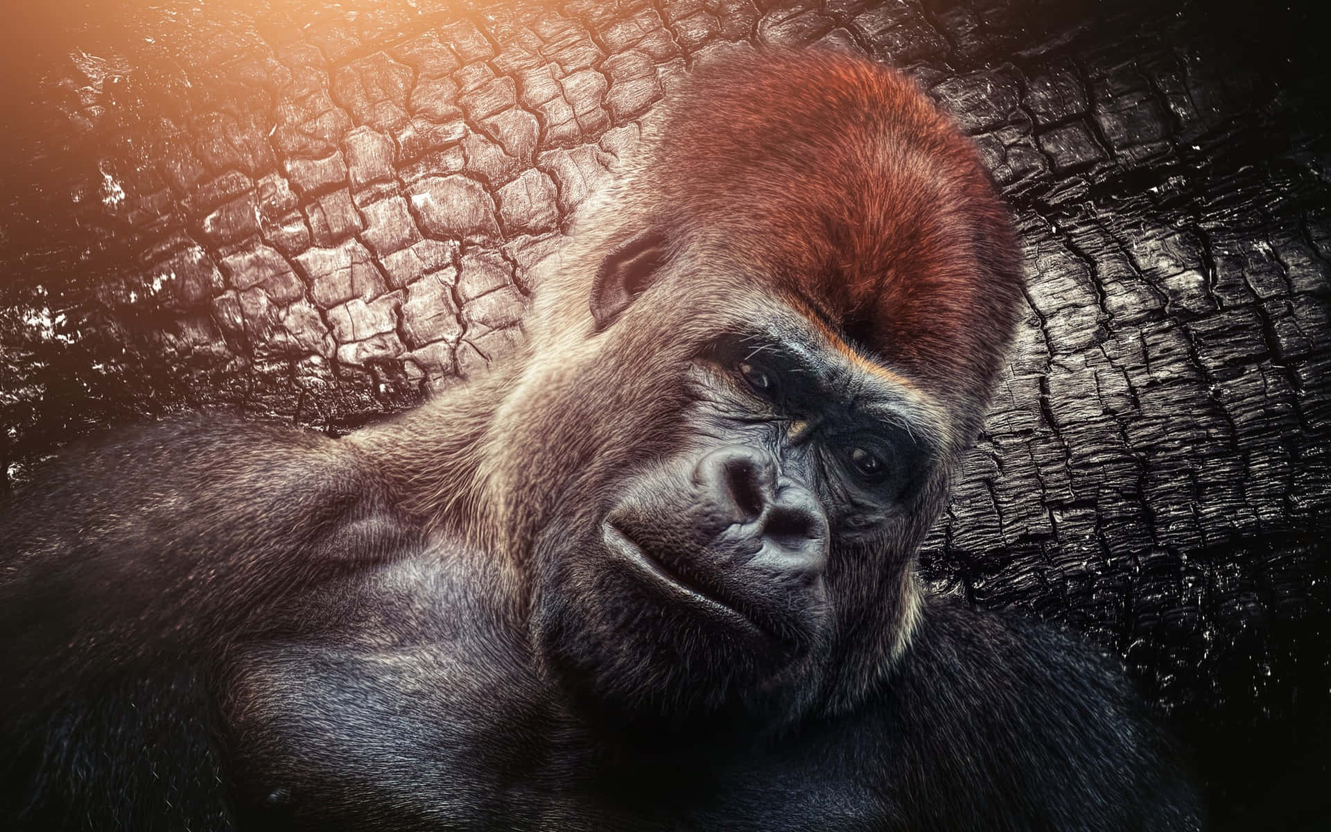 silverback gorilla, textured tree trunk, warm sunlight, Full HD Desktop Wallpaper