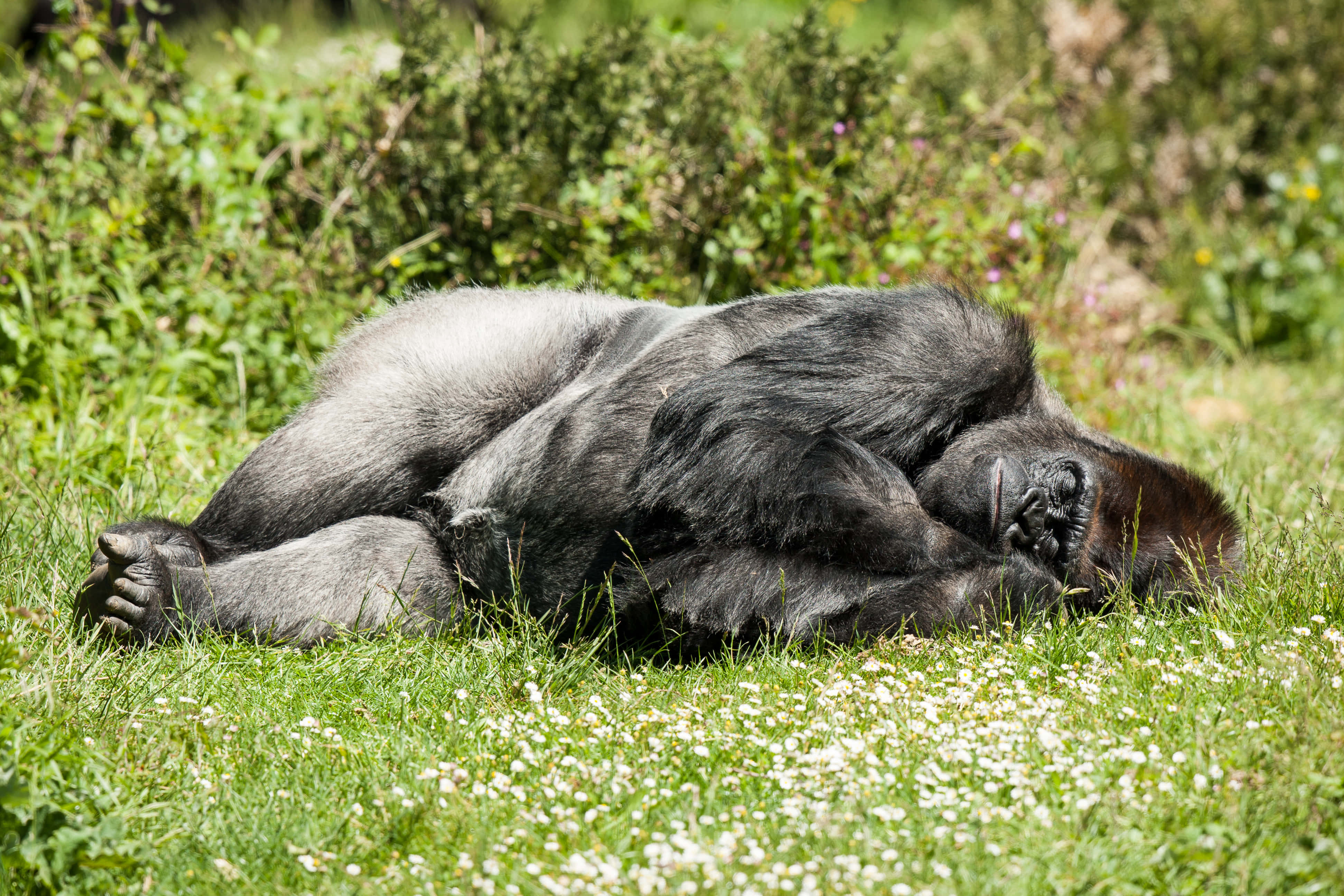 Cute Gorilla, sunlit grassy field, white flowers, 4K Desktop Wallpaper