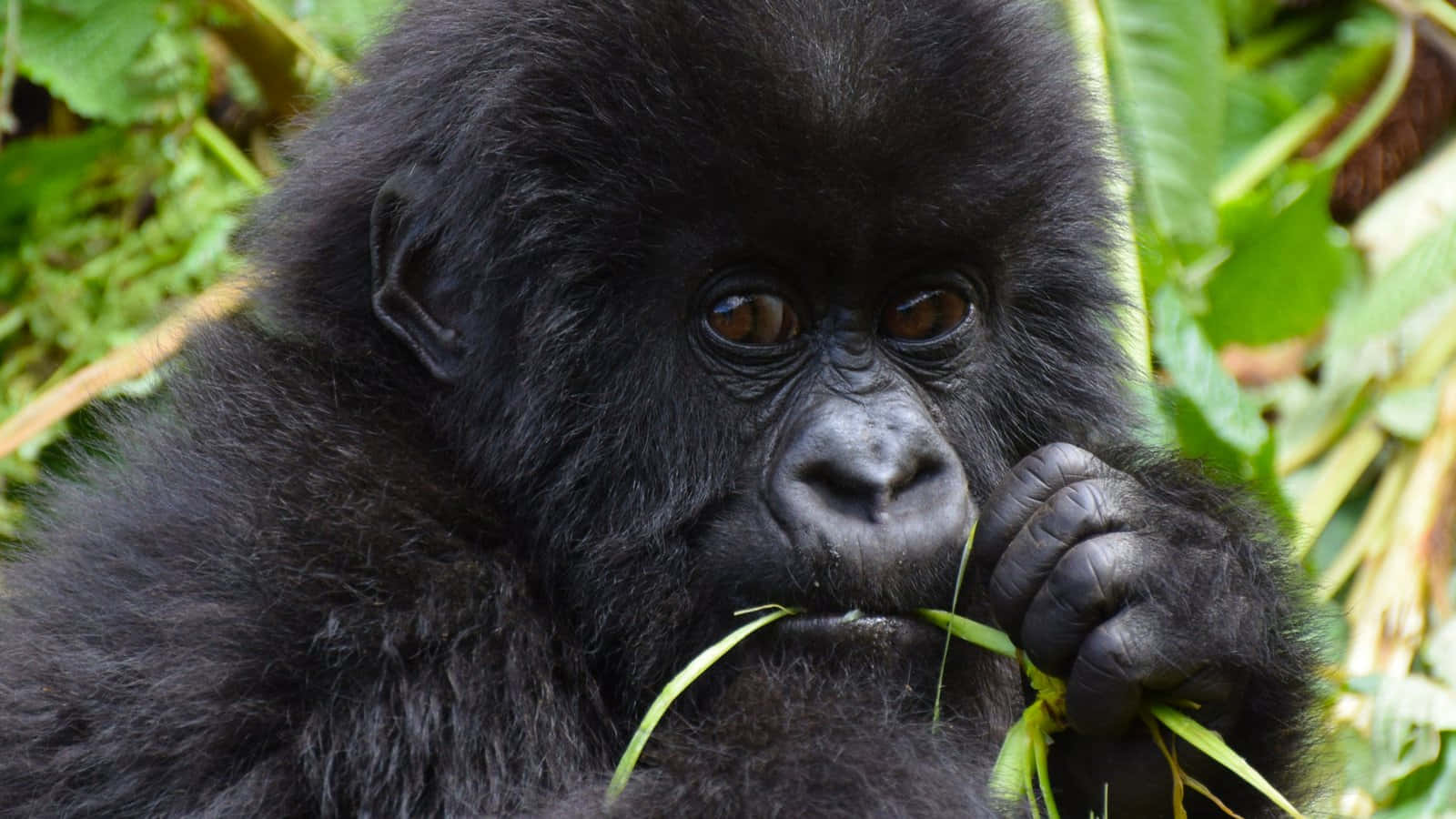 cute gorilla, young gorilla, dark fur, HD Desktop Wallpaper