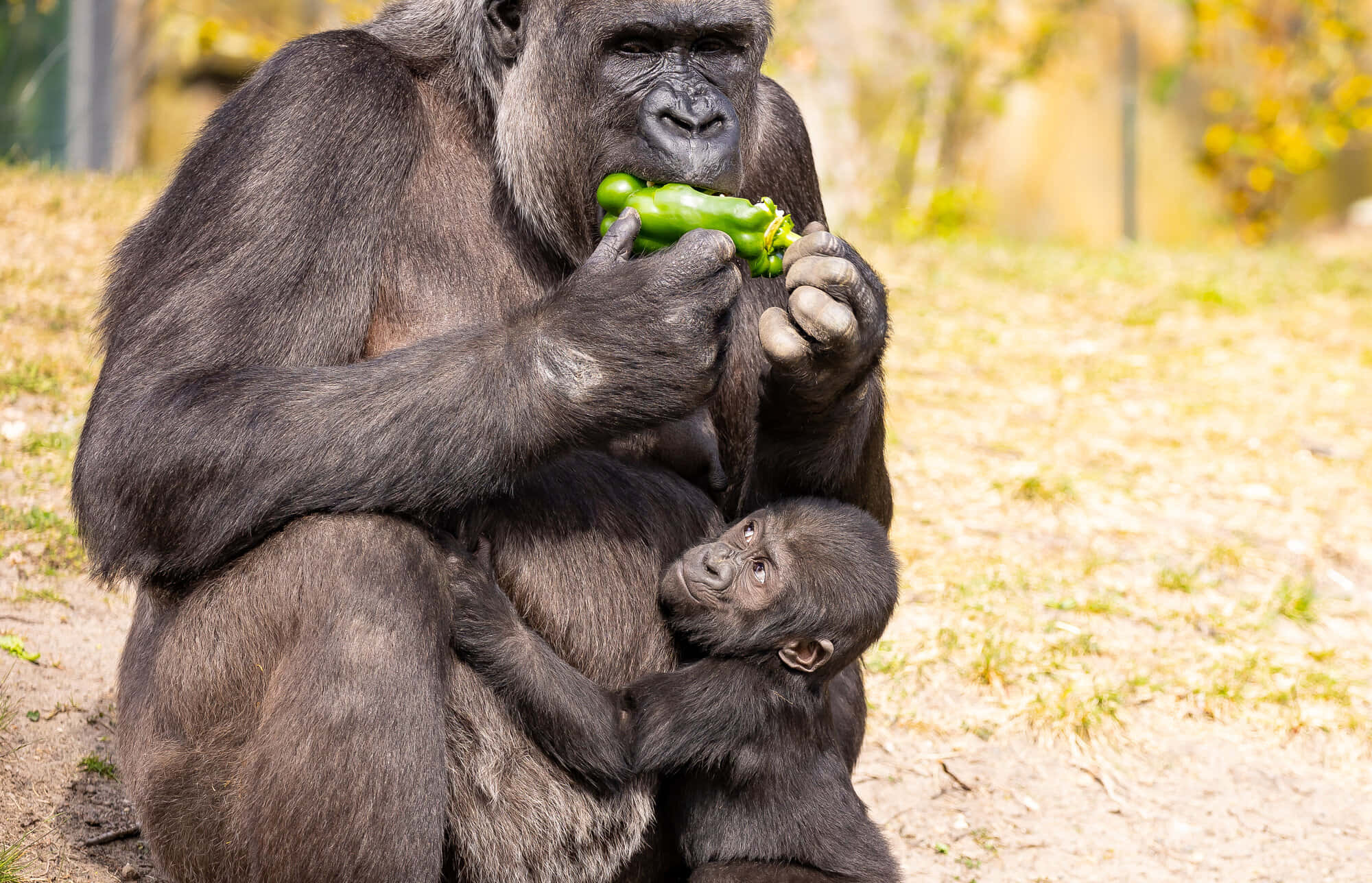 mother gorilla, baby gorilla, green pepper, Full HD Desktop Wallpaper