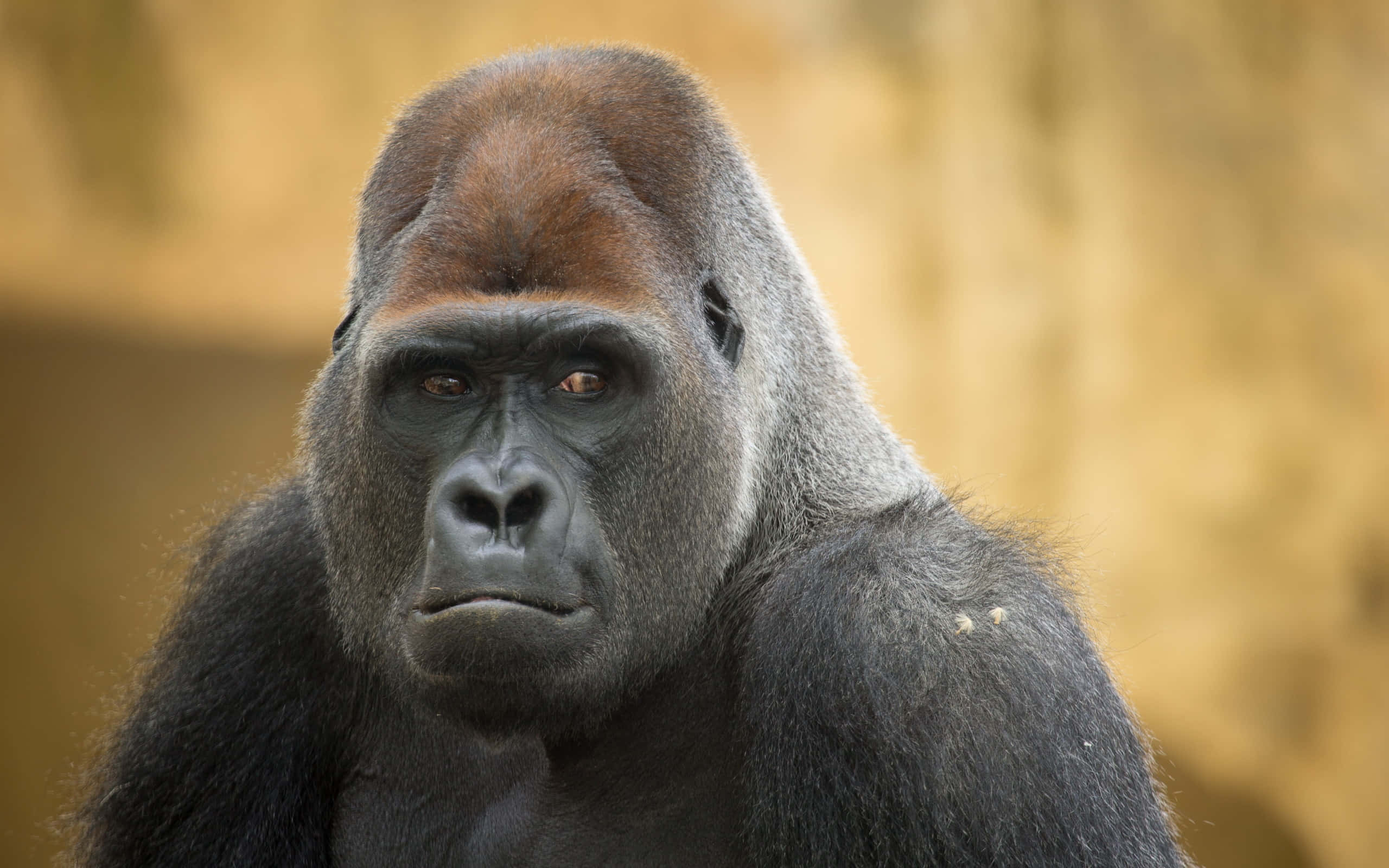 silverback gorilla, intense eyes, serious expression, 2K Desktop Wallpaper