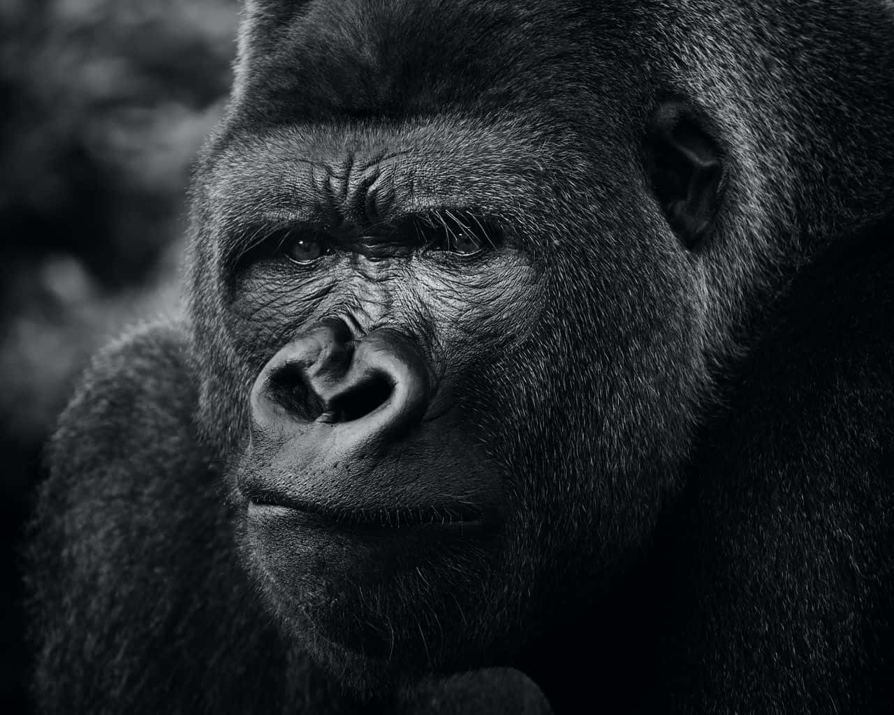 baby gorilla, black and white portrait, intense face, HD Desktop Wallpaper