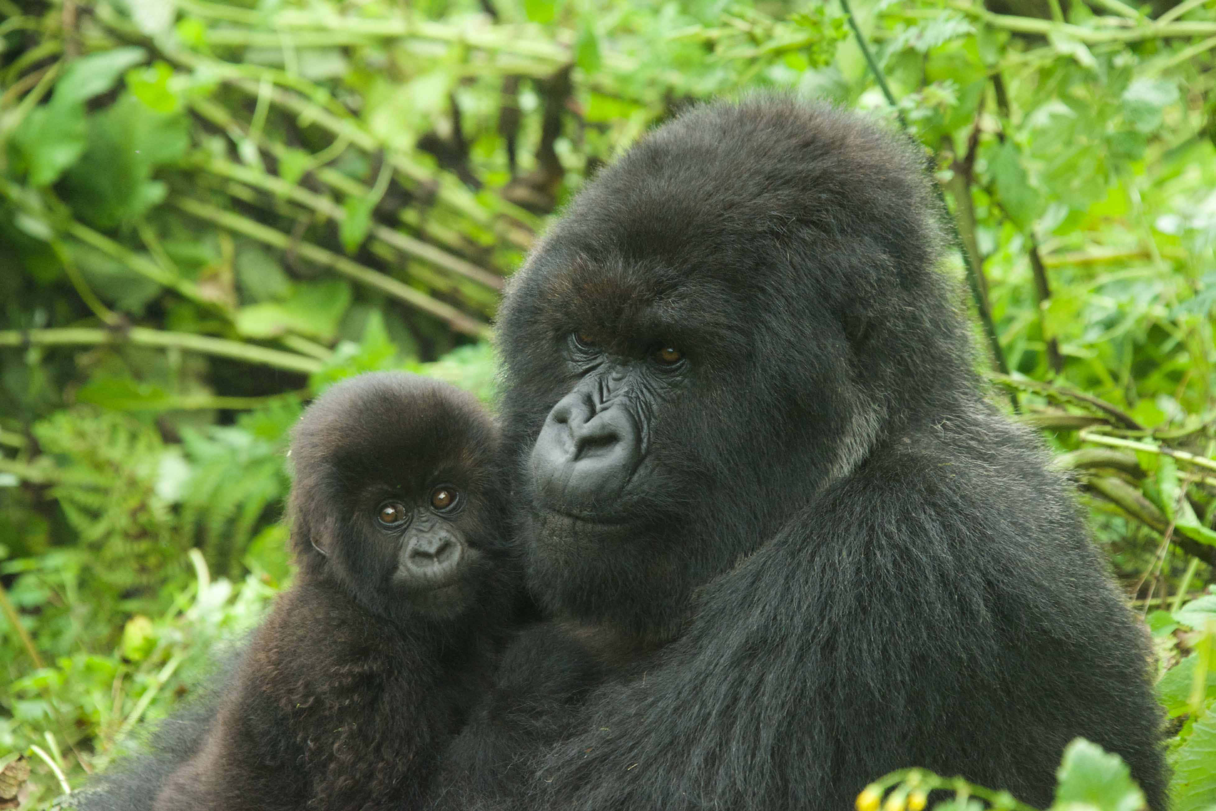 cute gorilla, mother gorilla, baby gorilla, 4K Desktop Wallpaper