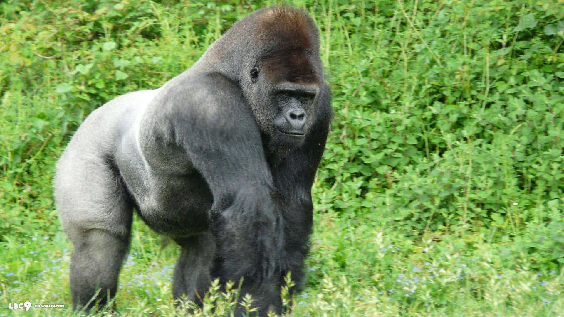 cute gorilla, silverback gorilla, lush green foliage, Full HD Desktop Wallpaper