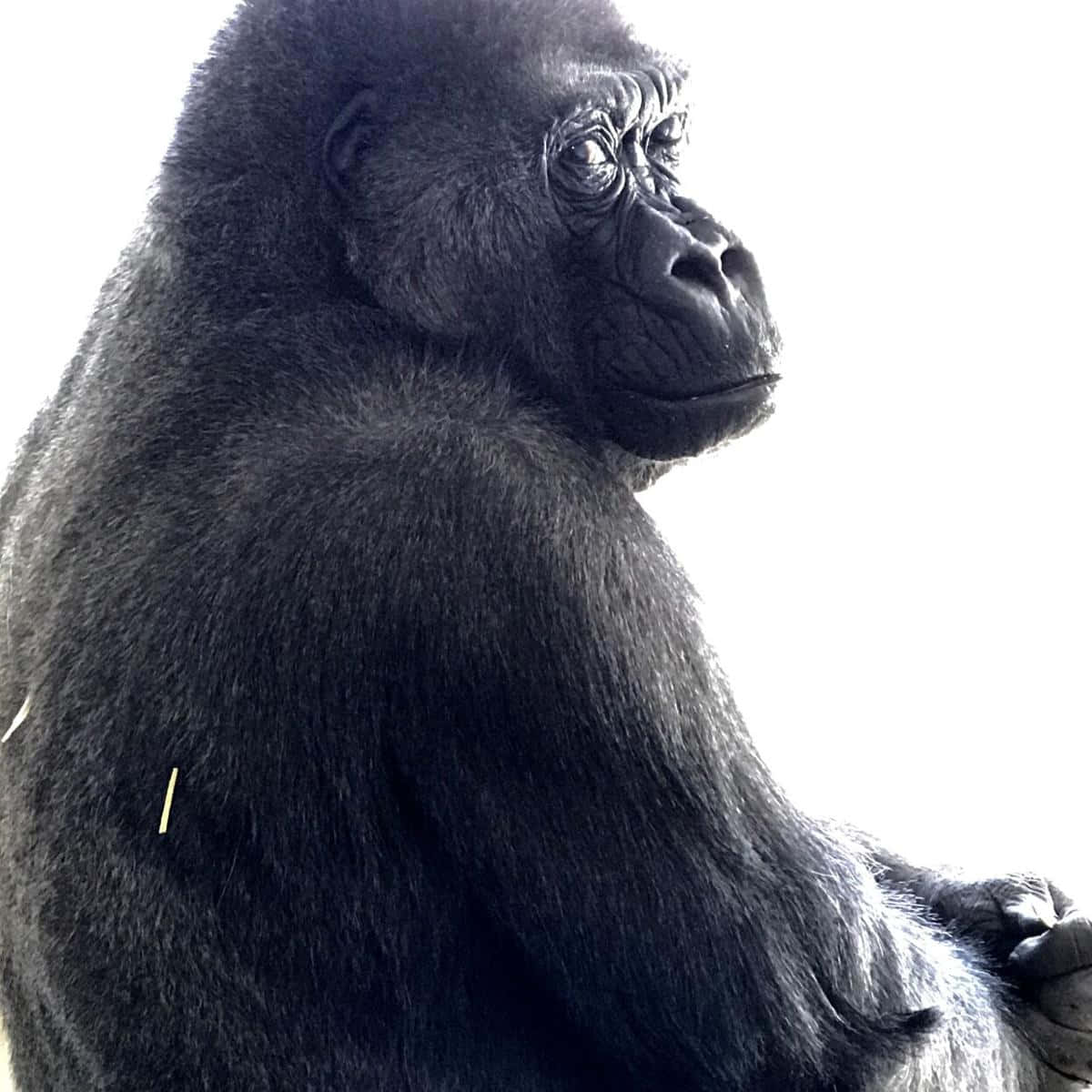 cute gorilla, gorilla, solemn face, SD Desktop Wallpaper