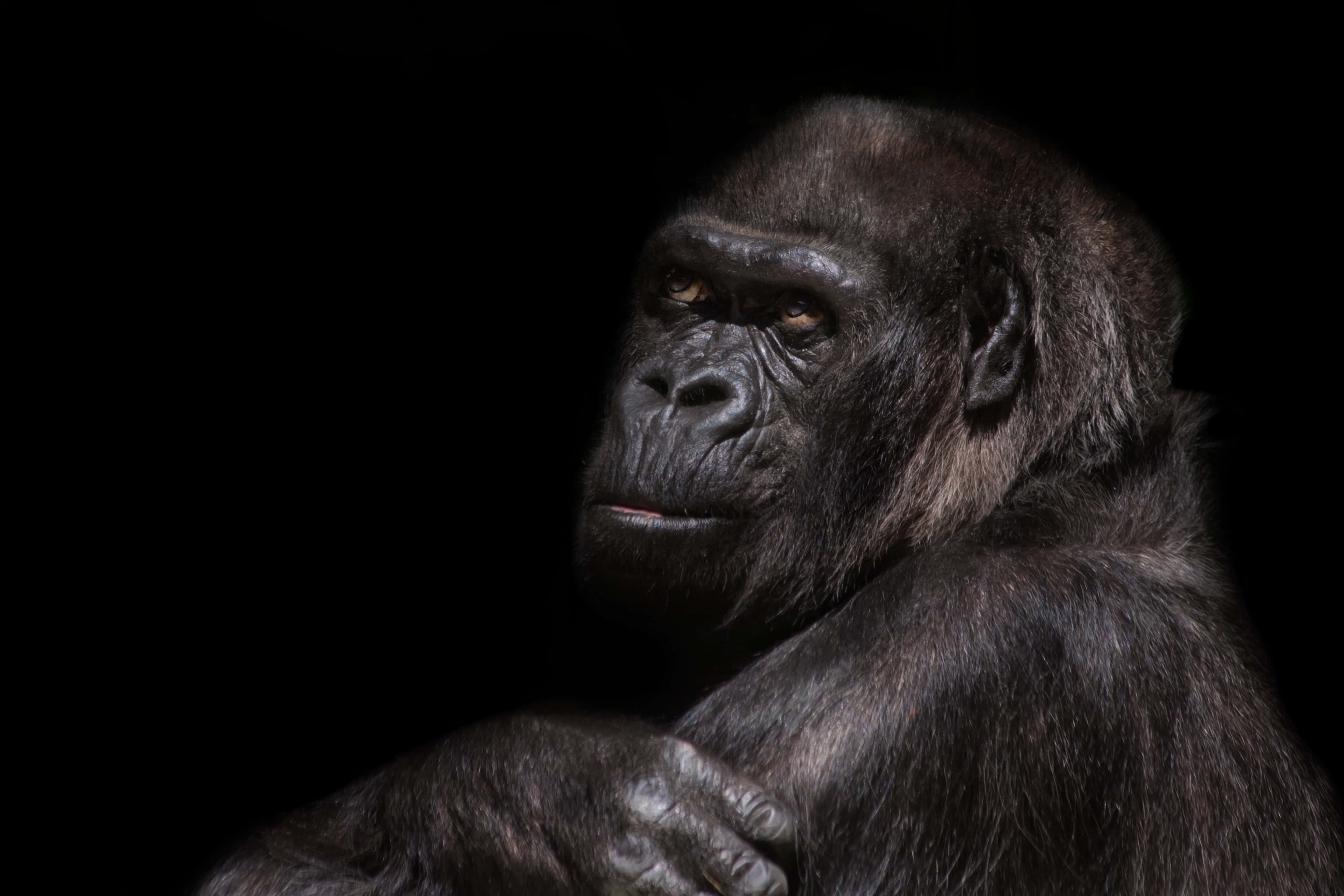 Cute Gorilla, side view, intense eyes, 4K Desktop Wallpaper