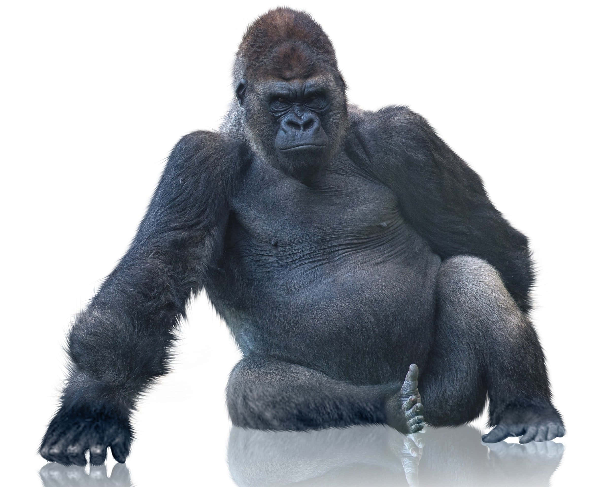 silverback gorilla, reflective white surface, intense gaze, Full HD Desktop Wallpaper
