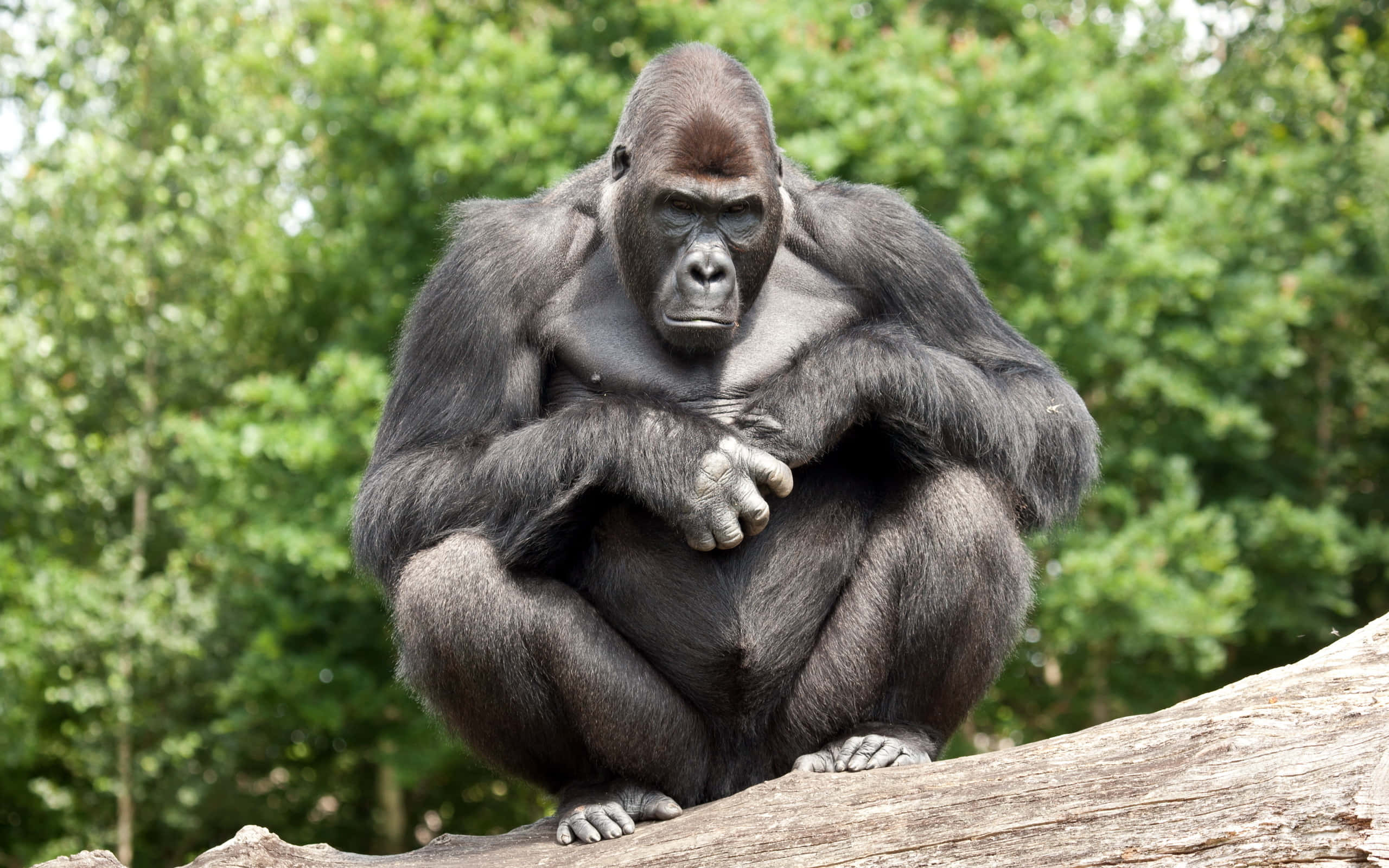 cute gorilla, silverback gorilla, weathered log, 2K Desktop Wallpaper