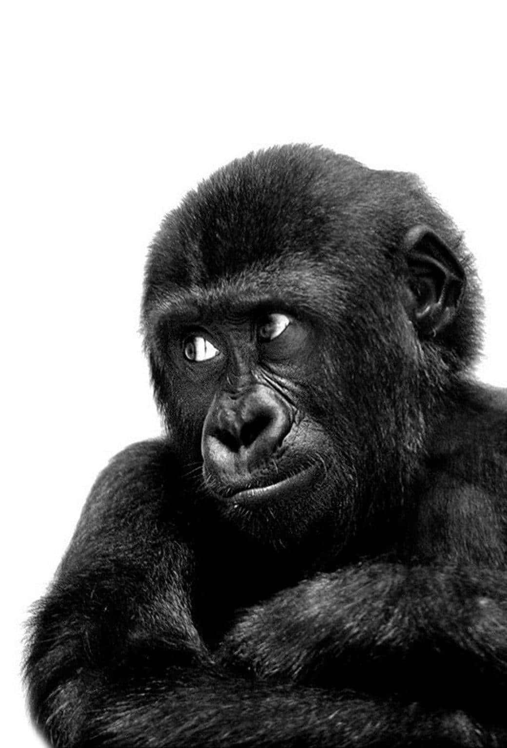 cute gorilla, black and white portrait, intense eyes, HD Phone Wallpaper