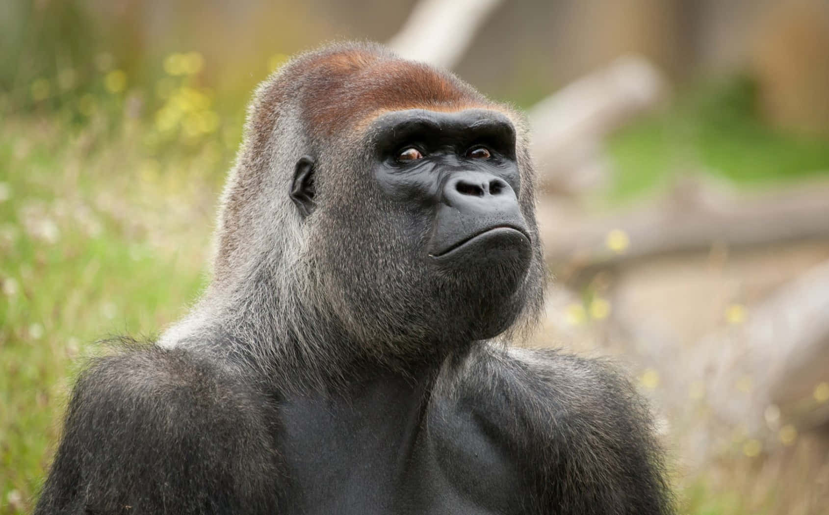 baby gorilla, silverback gorilla, thoughtful expression, HD Desktop Wallpaper