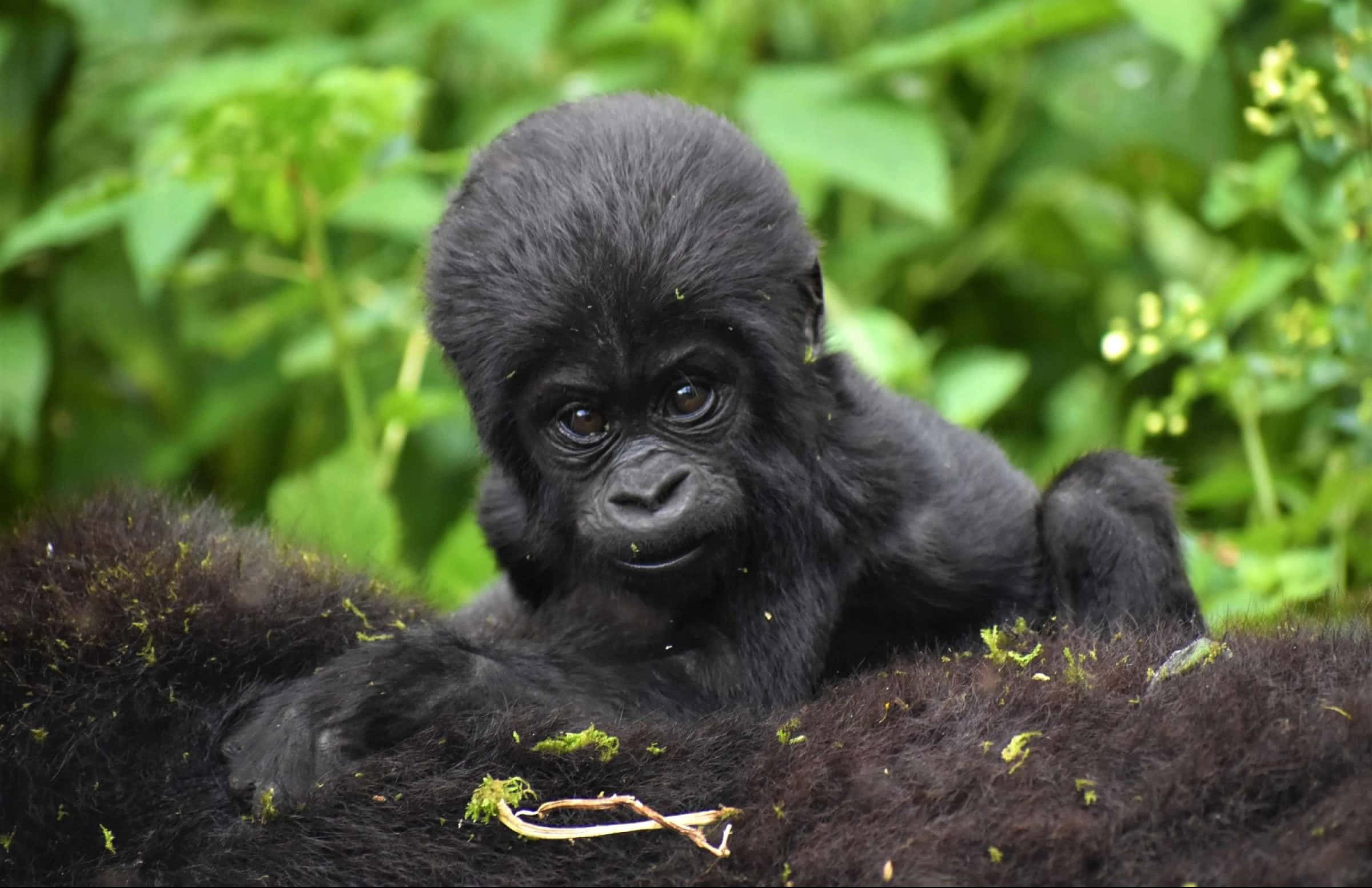 cute gorilla, baby gorilla, dark fur, Full HD Desktop Wallpaper