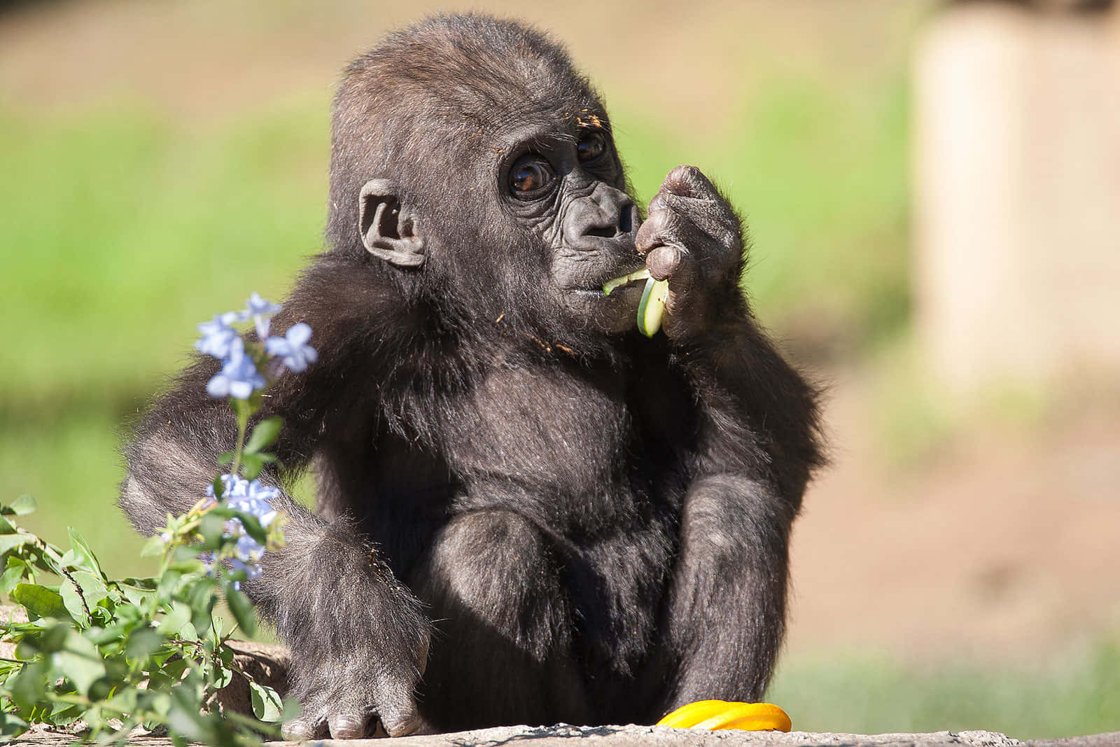 Cute Gorilla, green vegetable, blue flowers, HD Desktop Wallpaper