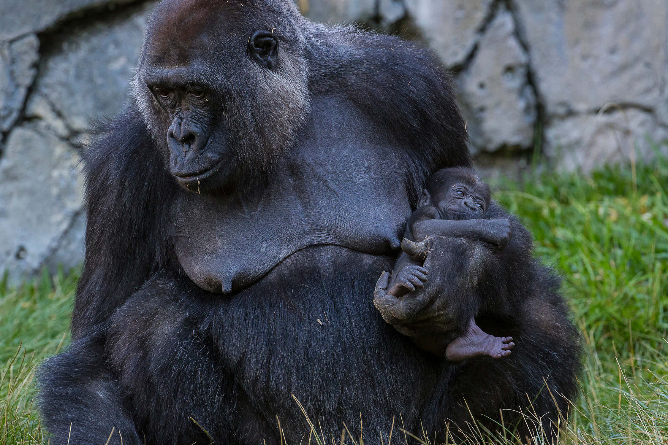 Cute Gorilla, mother gorilla, baby gorilla, Full HD Desktop Wallpaper