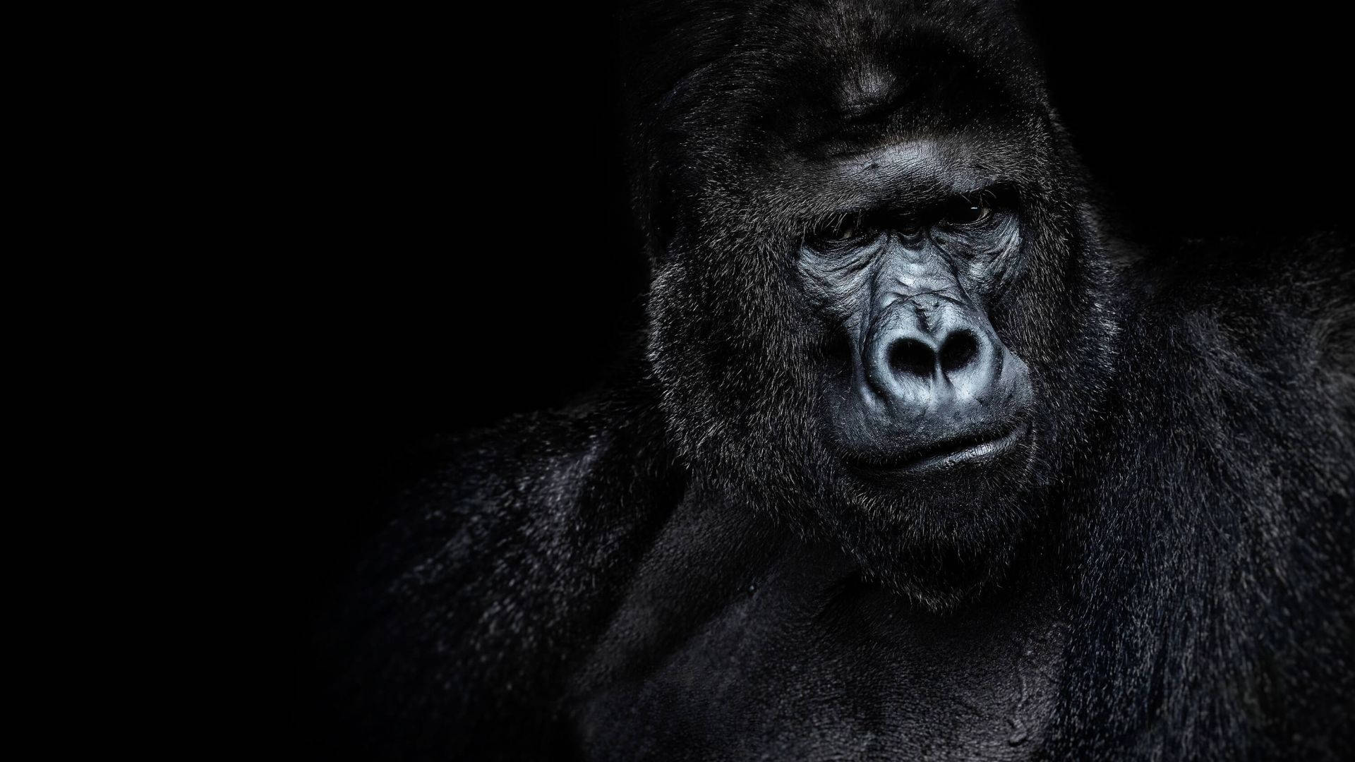 cool gorilla, gorilla, intense face, Full HD Desktop Wallpaper
