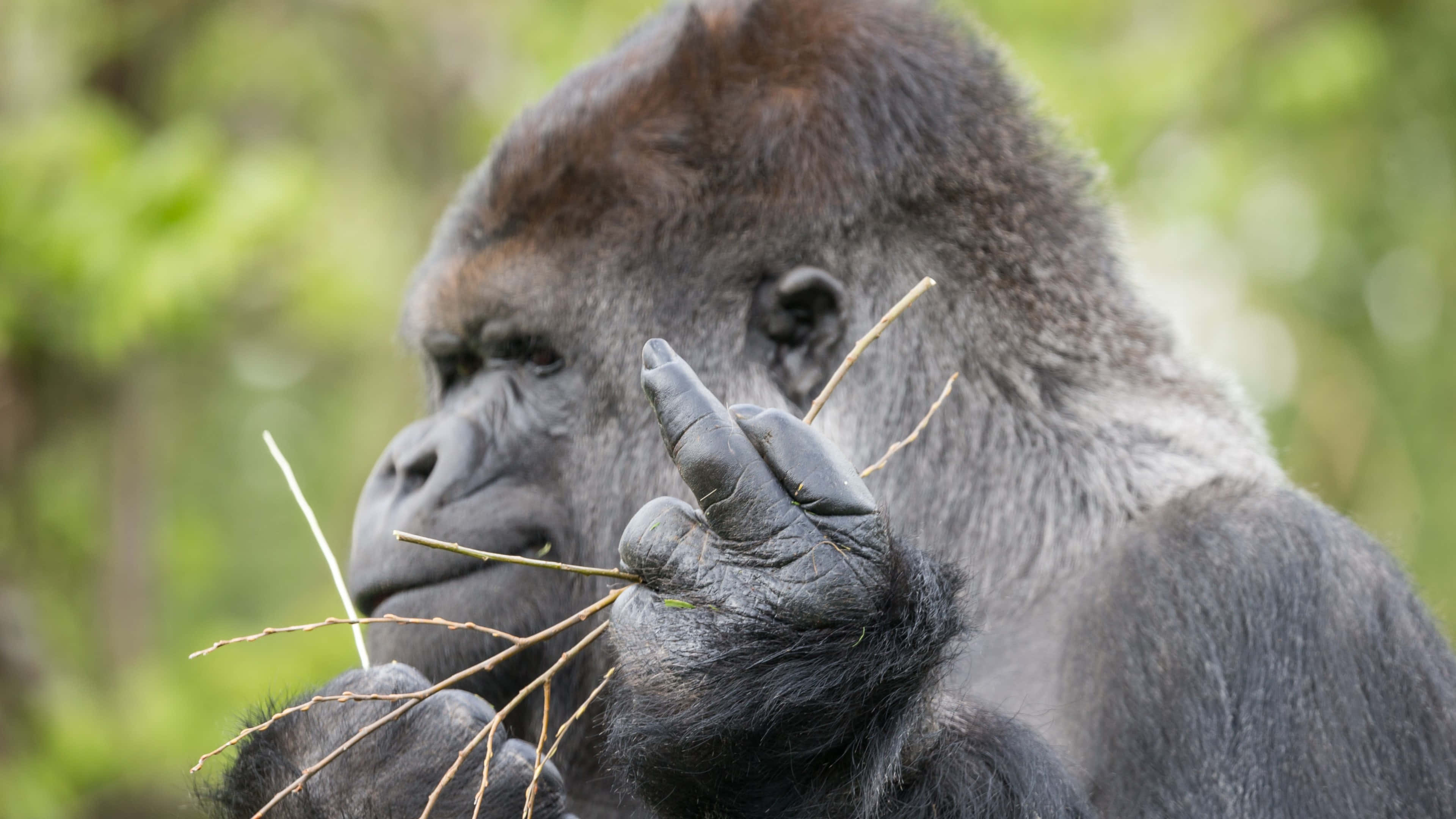 cute gorilla, thin twigs, soft green blurred forest background, 4K Desktop Wallpaper