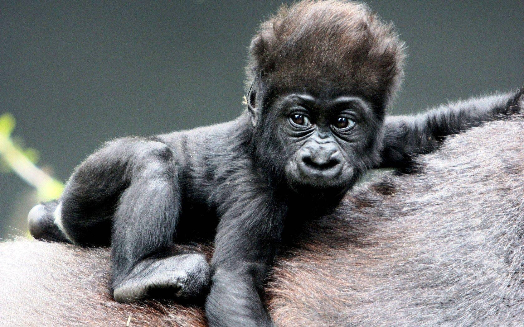 baby gorilla, dark fur, big eyes, HD Desktop Wallpaper
