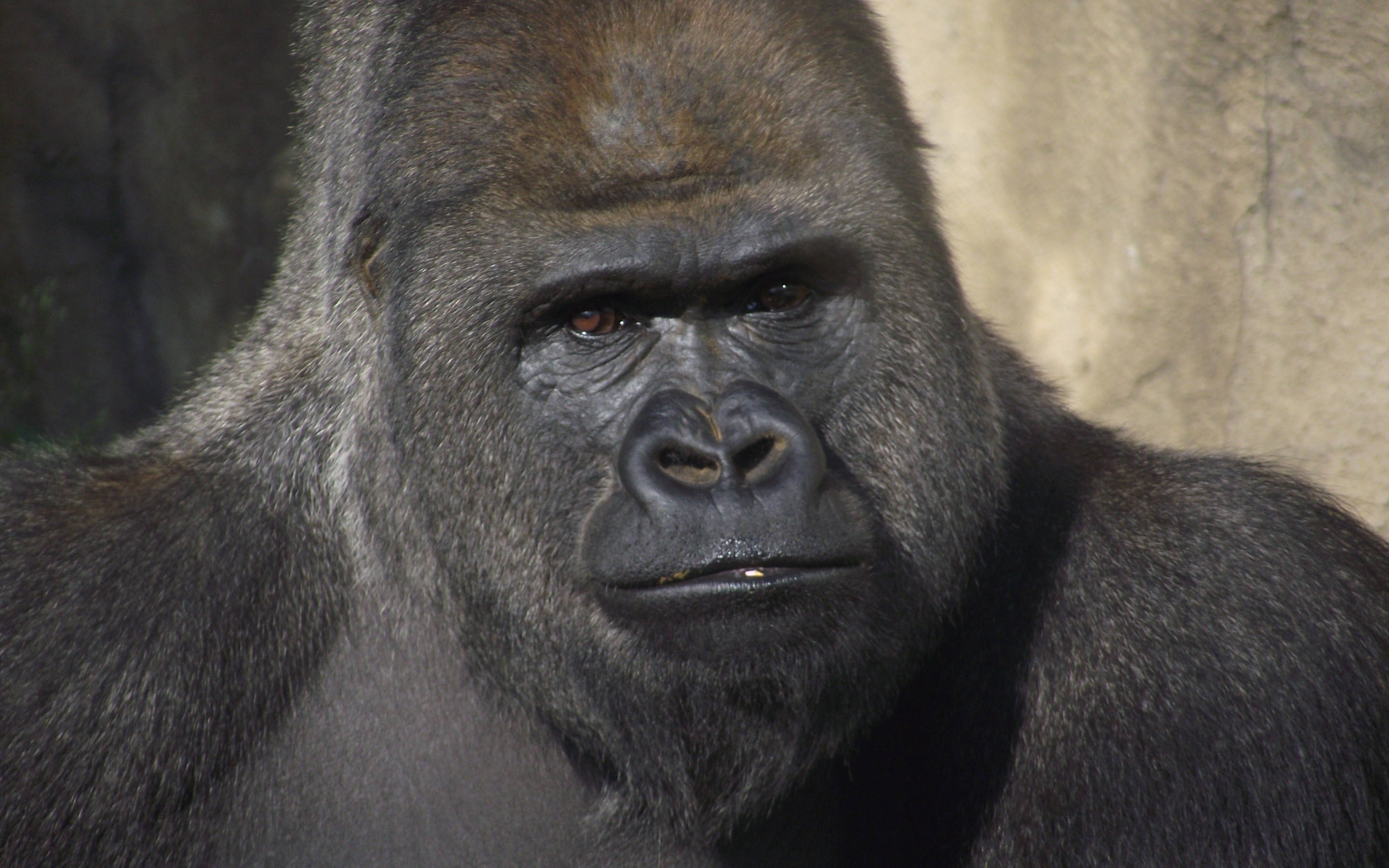 silverback gorilla, zoo, intense eyes, 2K Desktop Wallpaper