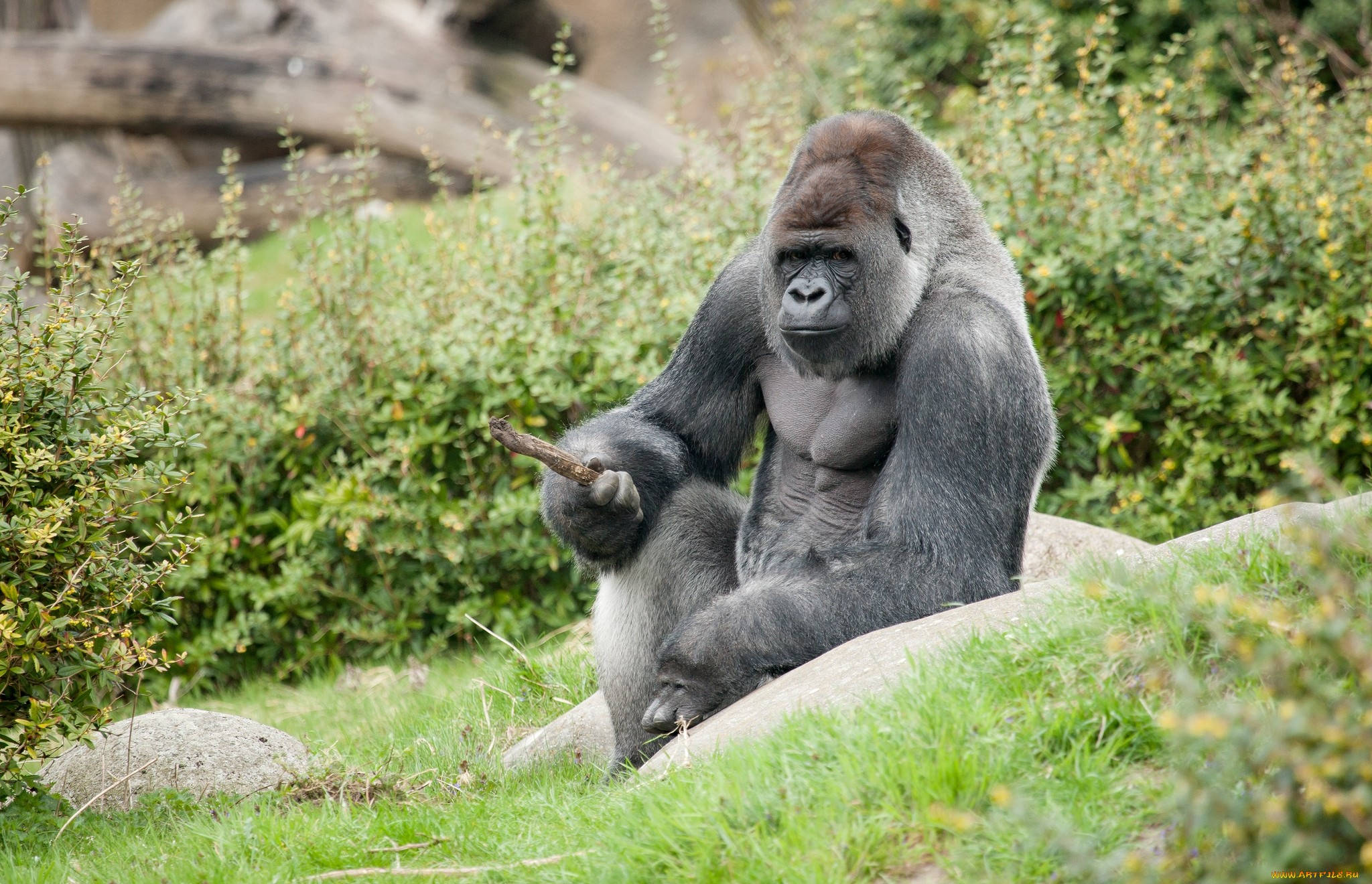 silverback gorilla, greyish coat, grassy rock, Full HD Desktop Wallpaper