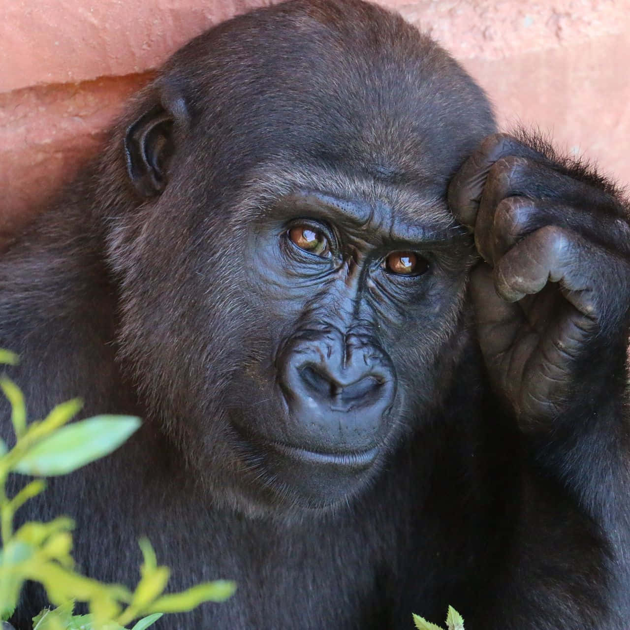 Cute Gorilla, terracotta wall, green foliage, HD Desktop Wallpaper