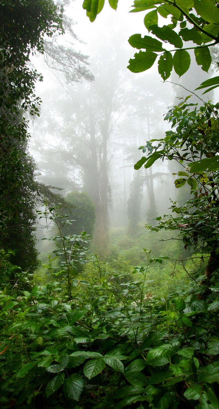 Green Aesthetic iPhone, misty forest path, lush green foliage, HD Phone Wallpaper