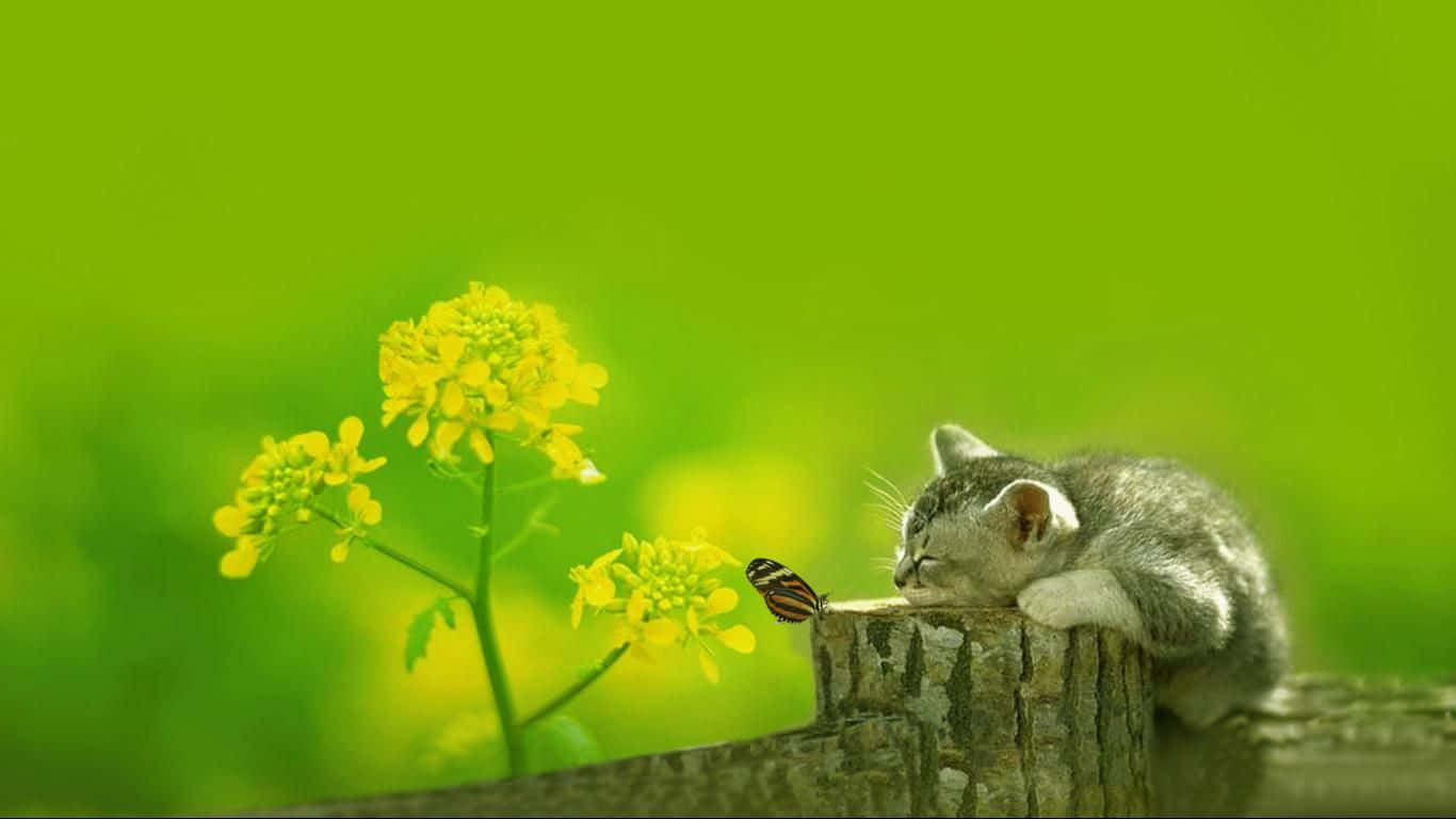 Cute Green, gray kitten, wooden fence post, HD Desktop Wallpaper