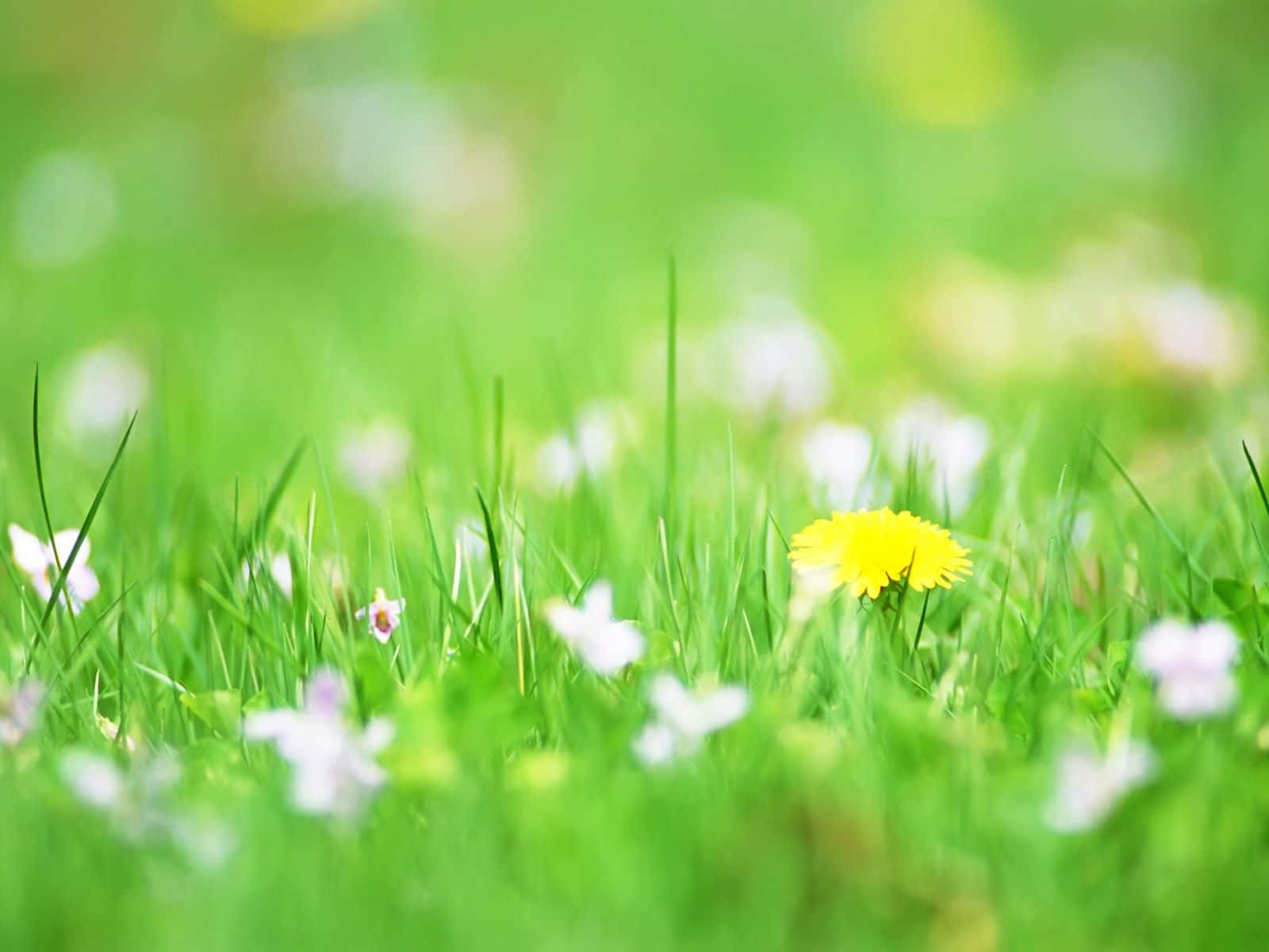 bright yellow dandelion, lush green grass, scattered white flowers, HD Desktop Wallpaper