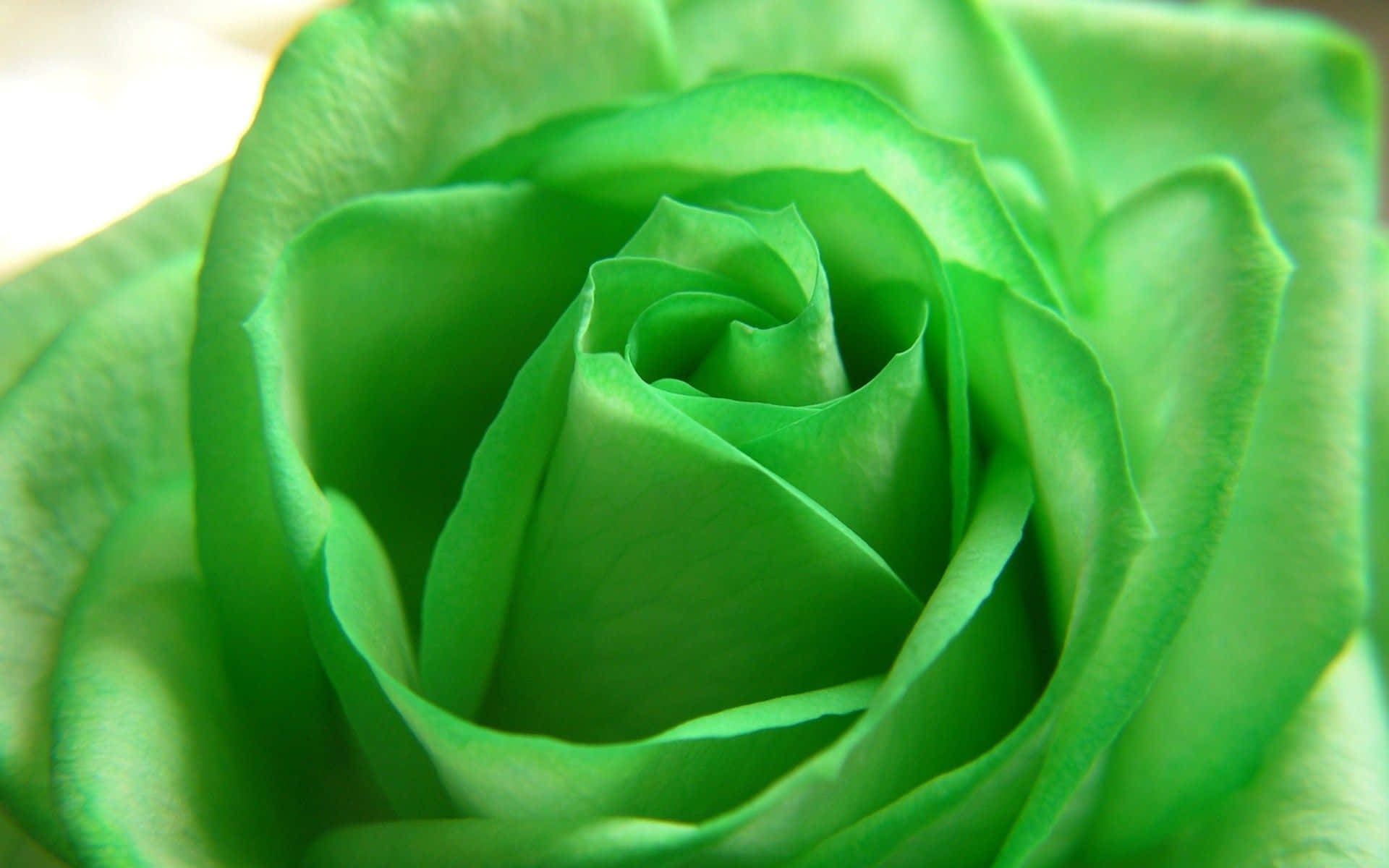 Cute Green, vibrant green rose, velvety petals, Full HD Desktop Wallpaper
