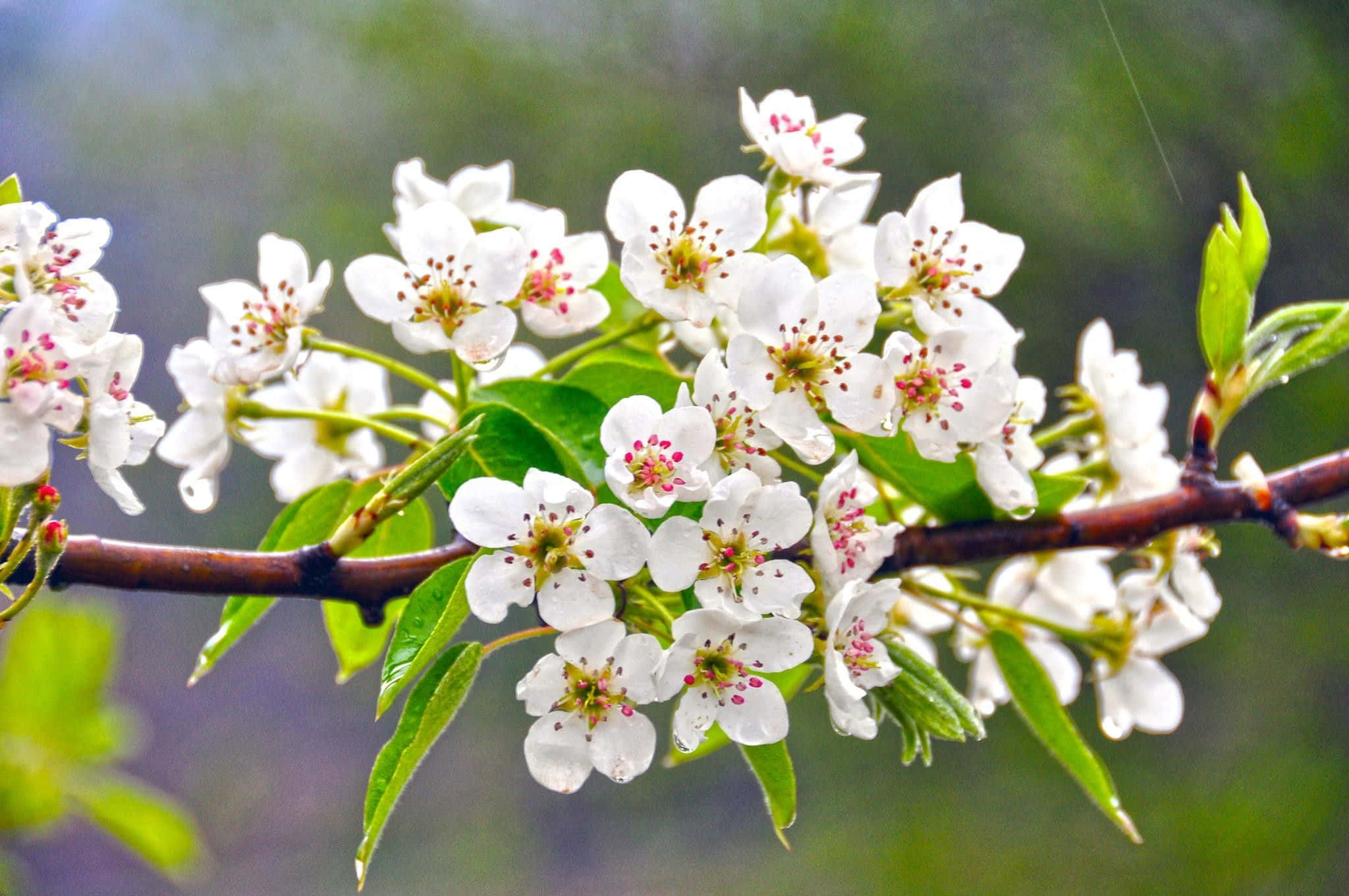 white blossoms, pink stamens, fresh green leaves, Full HD Desktop Wallpaper