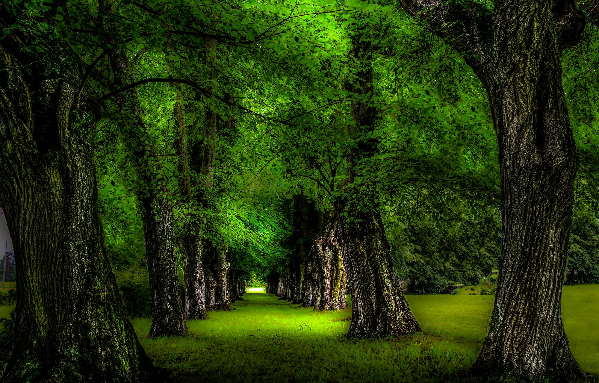 luminous green, forest path, towering trees, Full HD Desktop Wallpaper