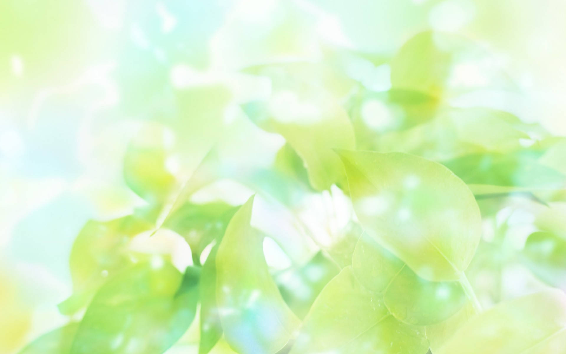 green leaves, dappled sunlight, ethereal forest, Full HD Desktop Wallpaper
