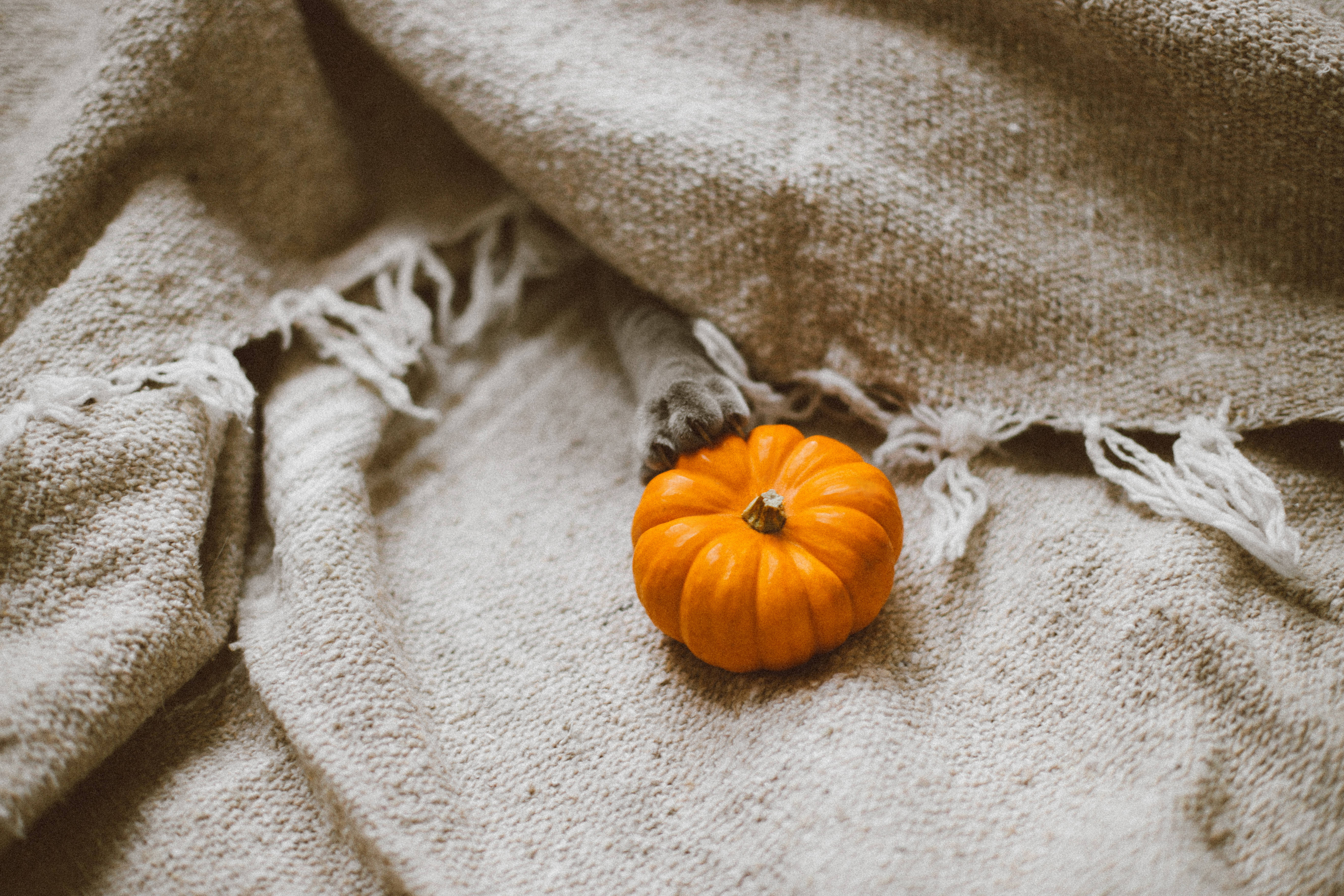 pumpkin, orange, textured beige blanket, 5K Desktop Wallpaper