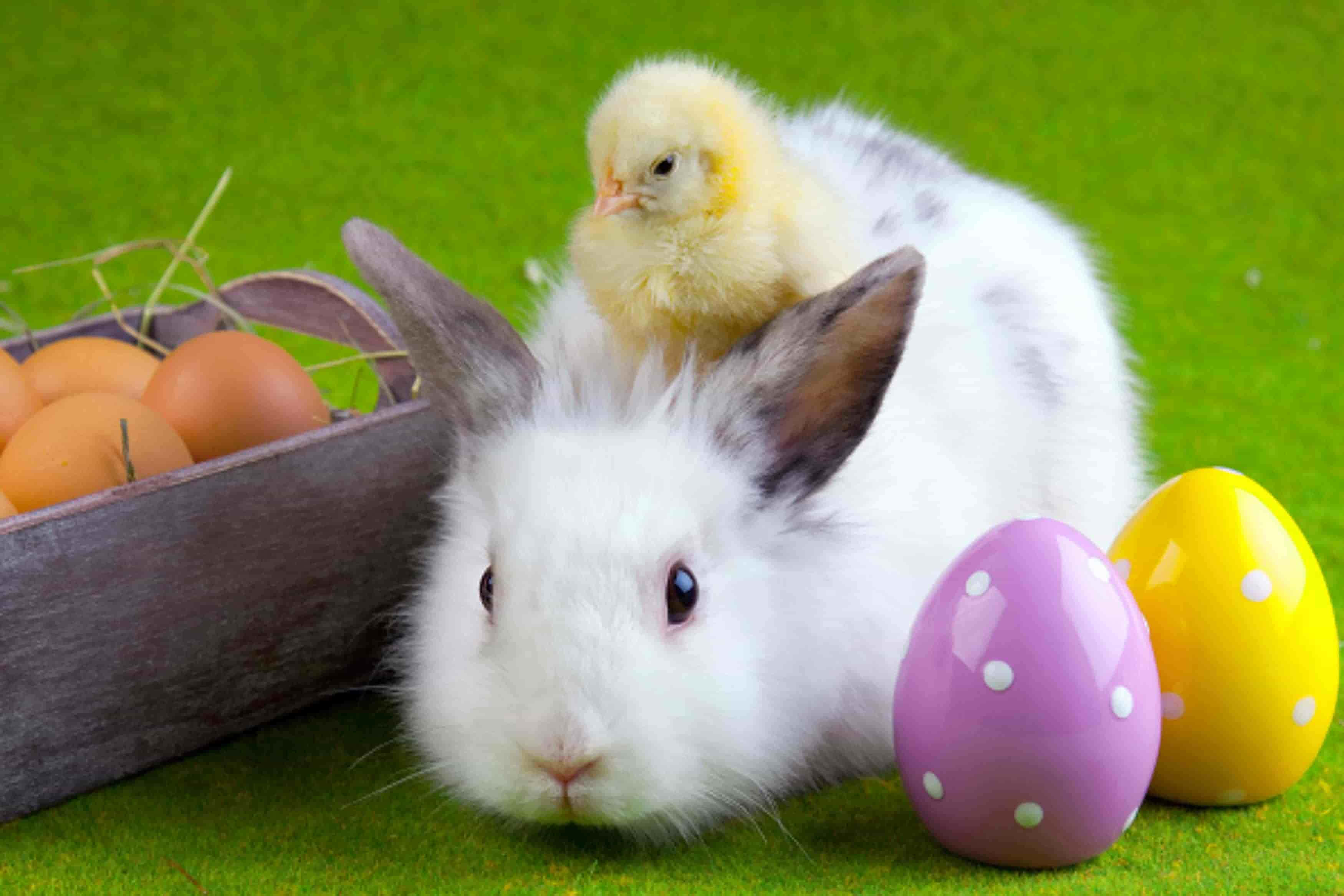 fluffy white rabbit, tiny yellow chick, colorful Easter eggs, 2K Desktop Wallpaper