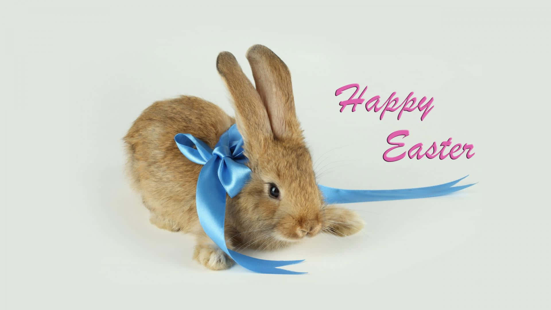 fluffy brown bunny, blue ribbon, plain white background, Full HD Desktop Wallpaper