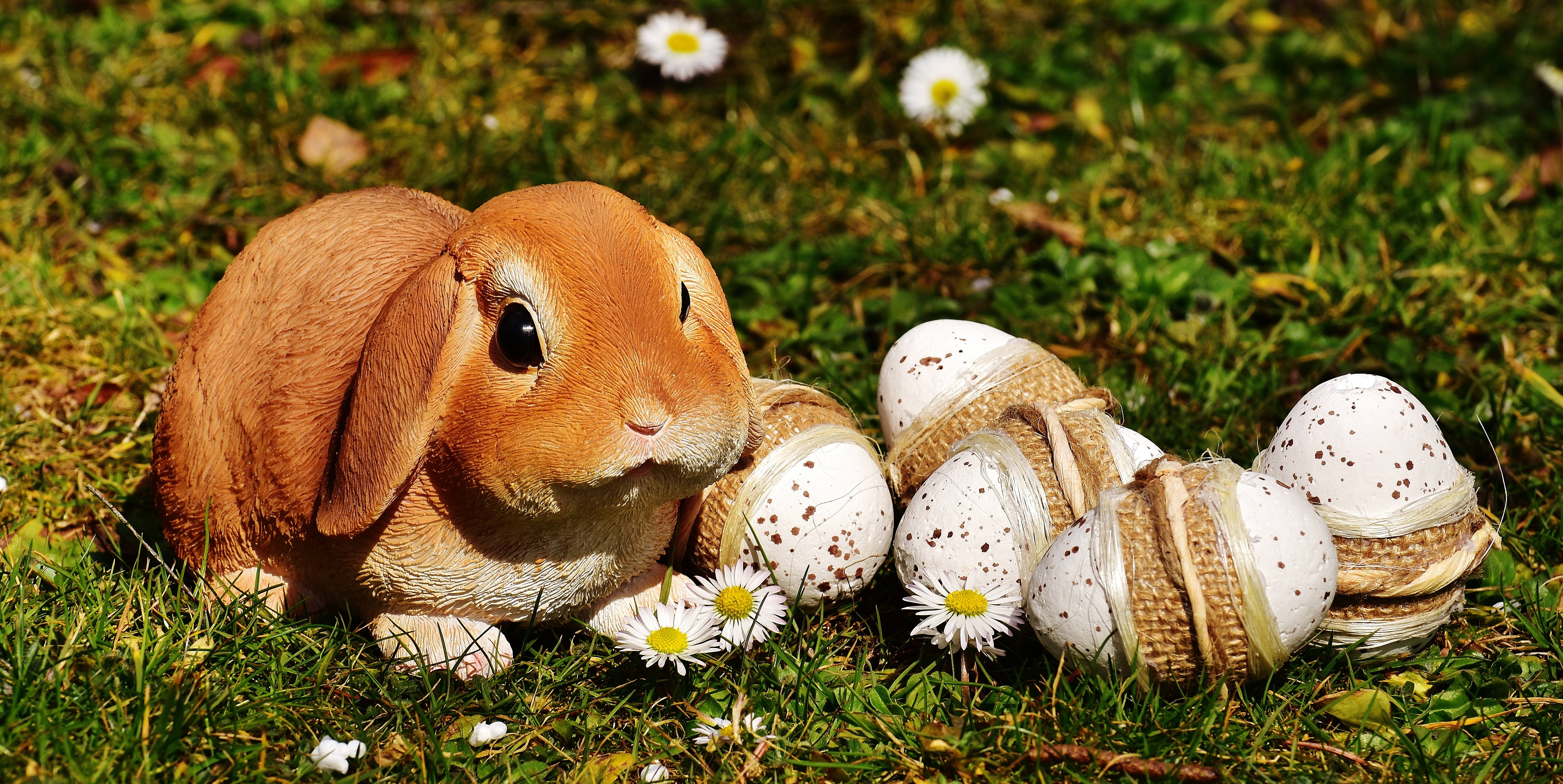 brown lop-eared rabbit, sunlit grass, speckled eggs, 5K Desktop Wallpaper
