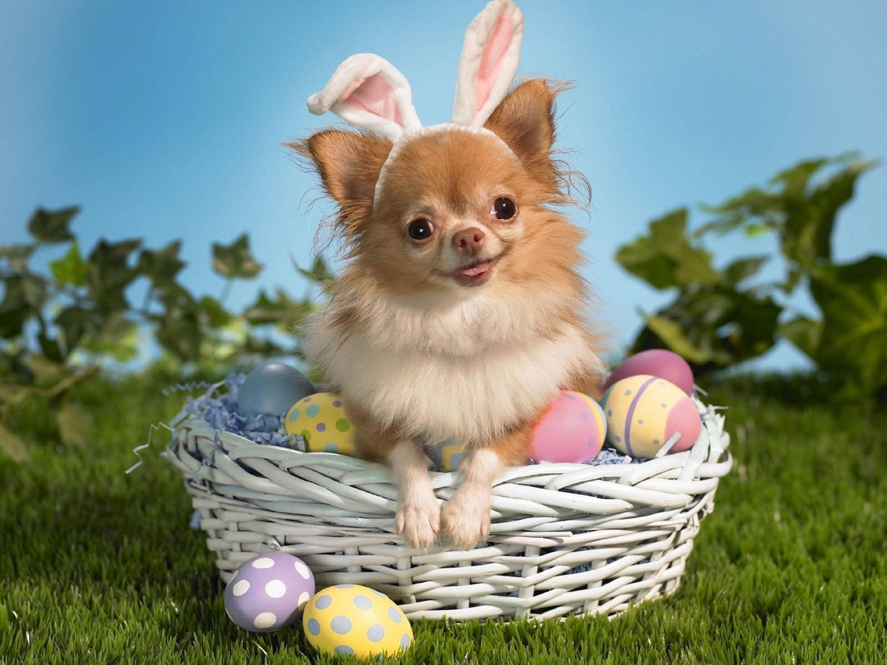 fluffy chihuahua, bunny ears, white wicker basket, 2K Desktop Wallpaper