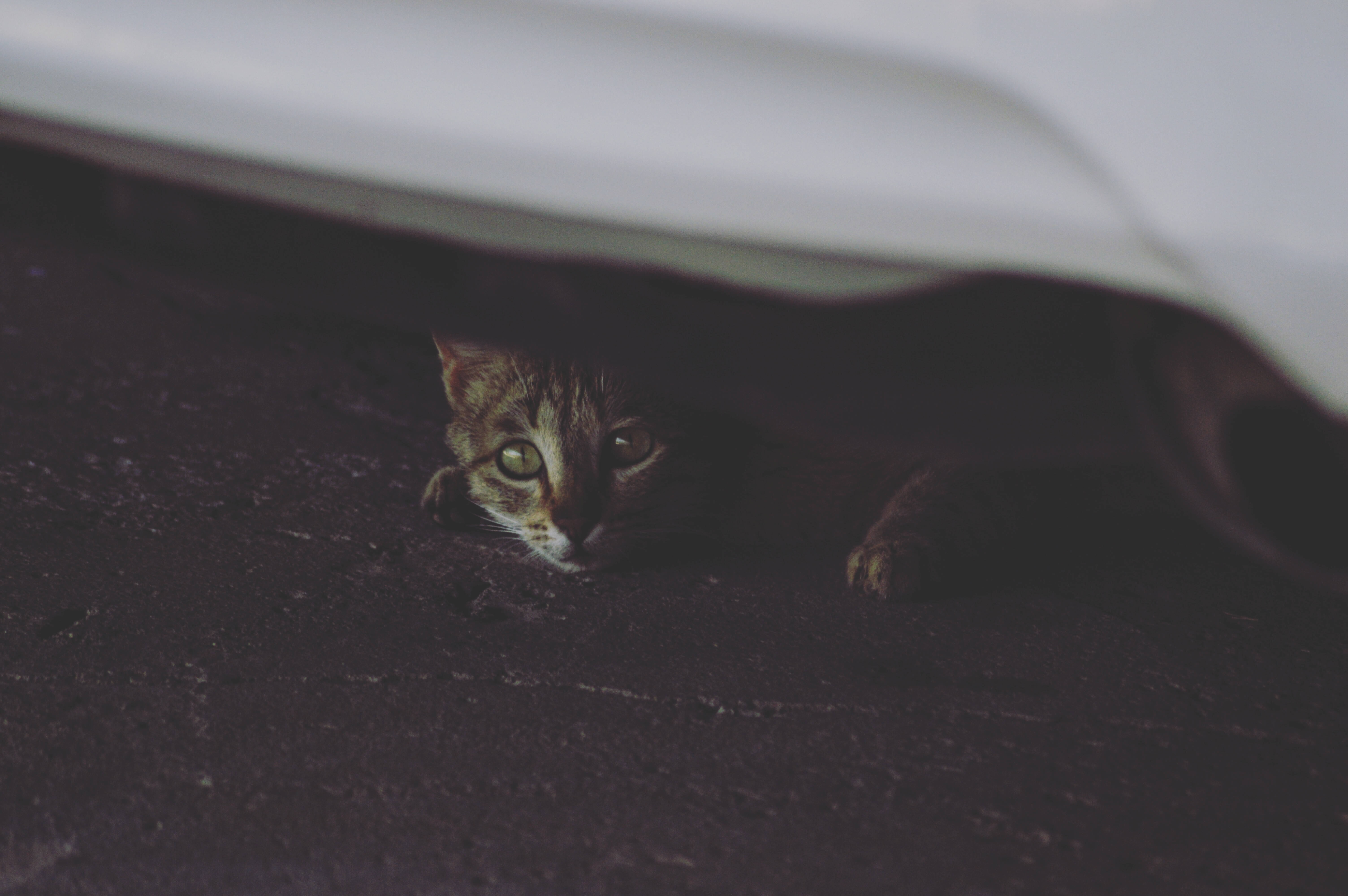 tabby cat, white blanket, bright green eyes, 5K Desktop Wallpaper
