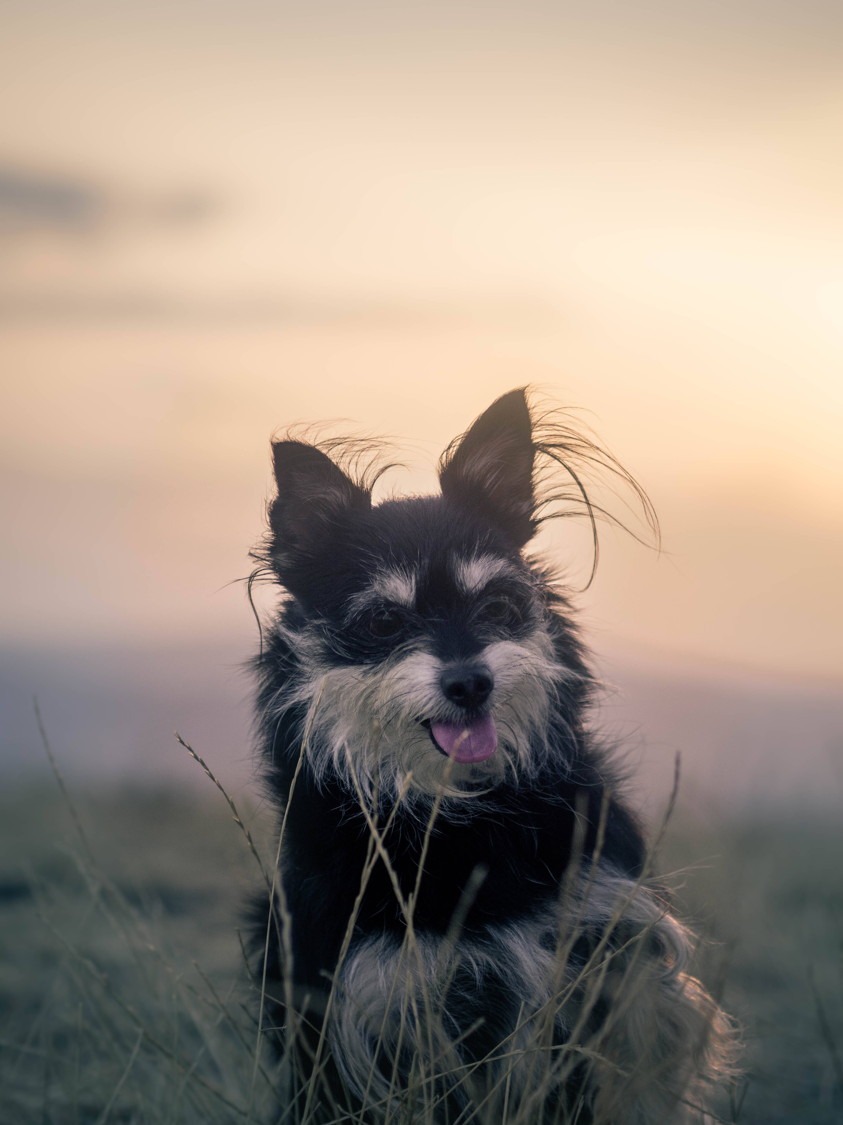 black dog, black and white dog, golden sunset light, 4K Phone Wallpaper