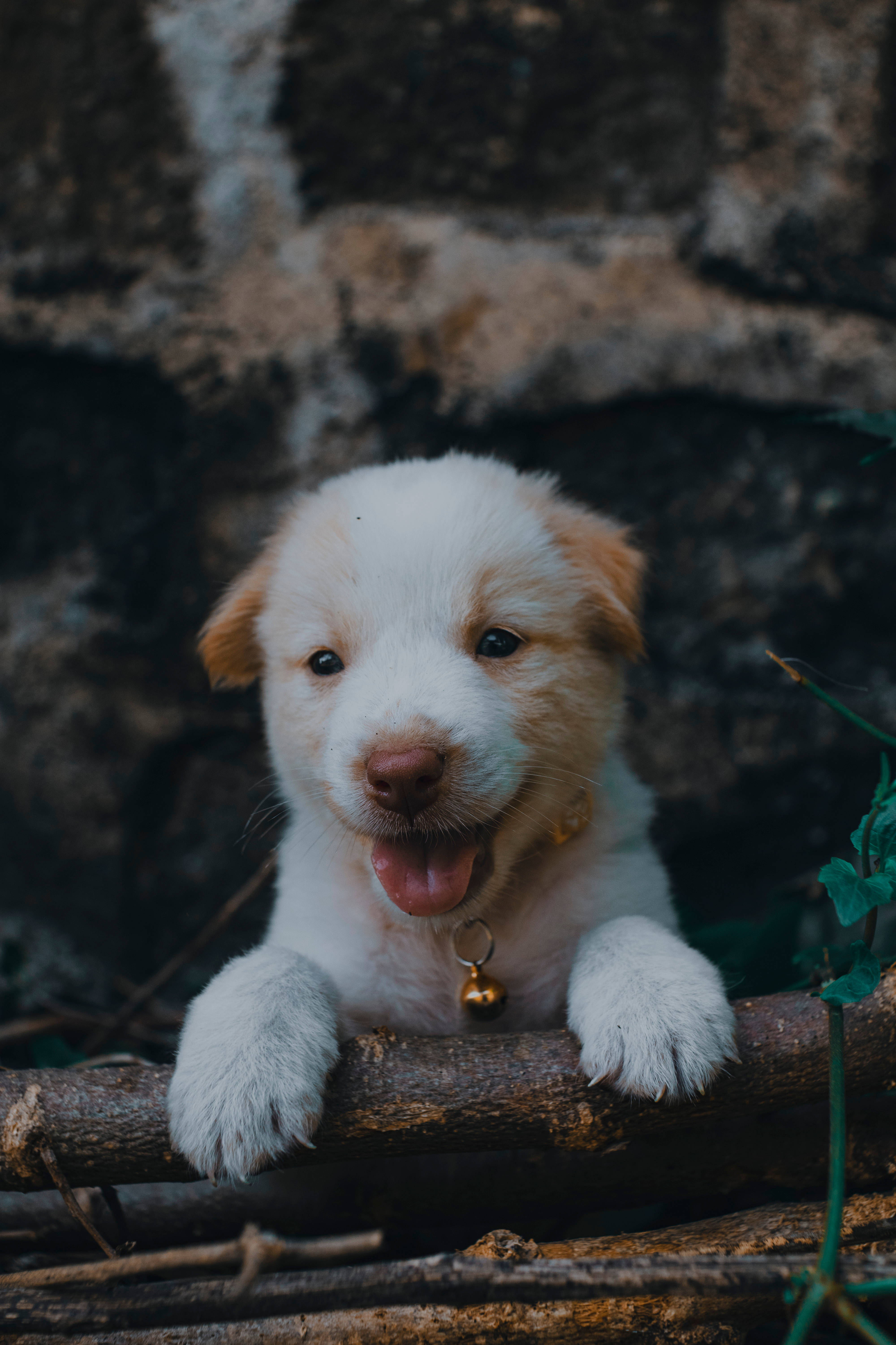 white puppy, pink tongue, golden bell collar, 5K Phone Wallpaper